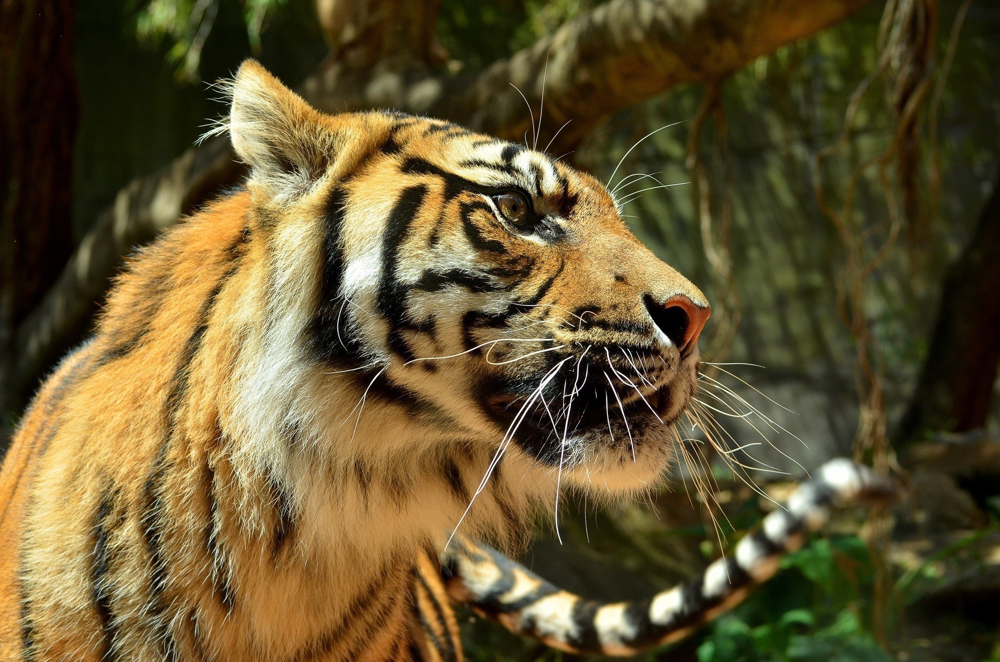 Tiger head and body in profile HD Wallpaper
