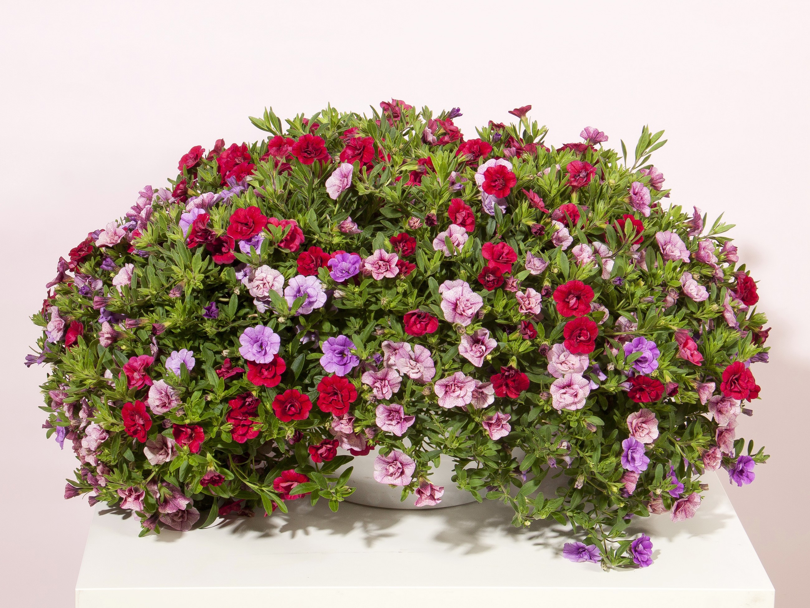 Calibrachoa flowers in red, pink, and purple HD Wallpaper
