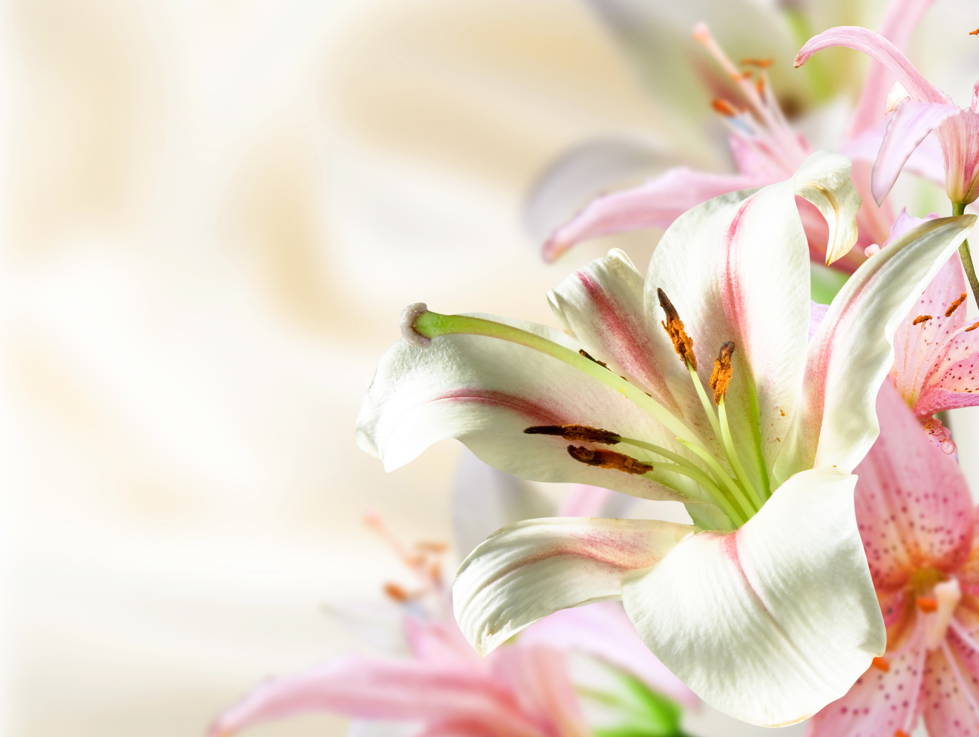 Close-up of white and pink lilies HD Wallpaper