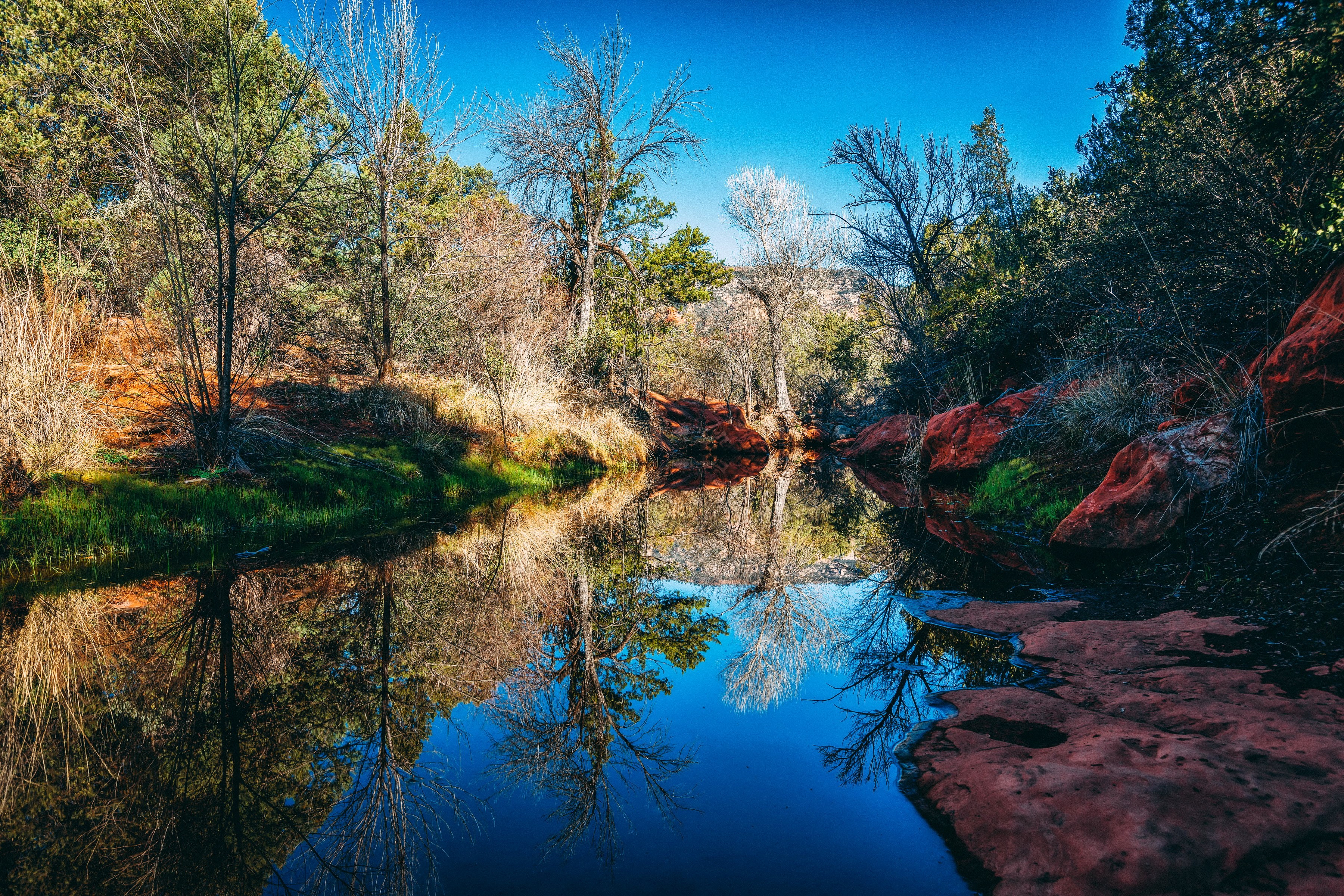 River flowing through trees in Arizona, USA HD Wallpaper