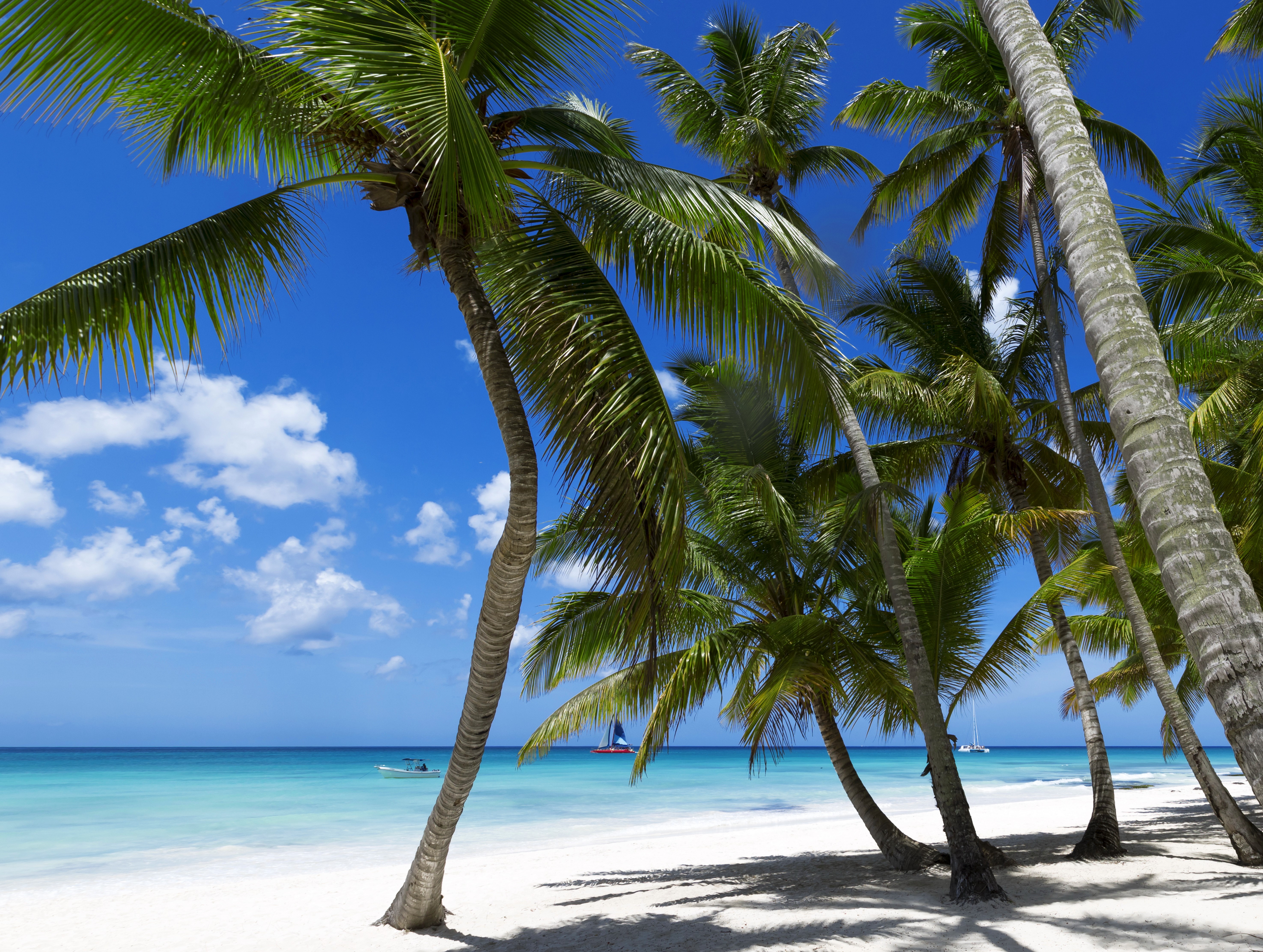 Tropical Beach with Palm Trees and Ocean HD Wallpaper