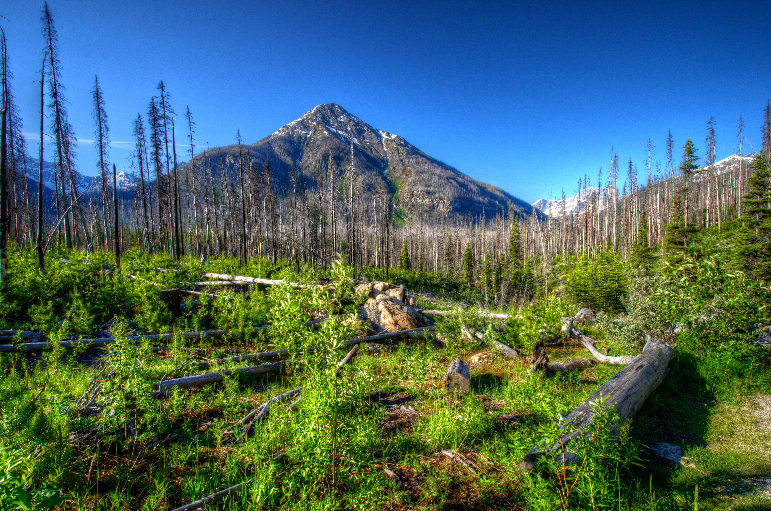 Mountain landscape with burnt forest and new growth HD Wallpaper