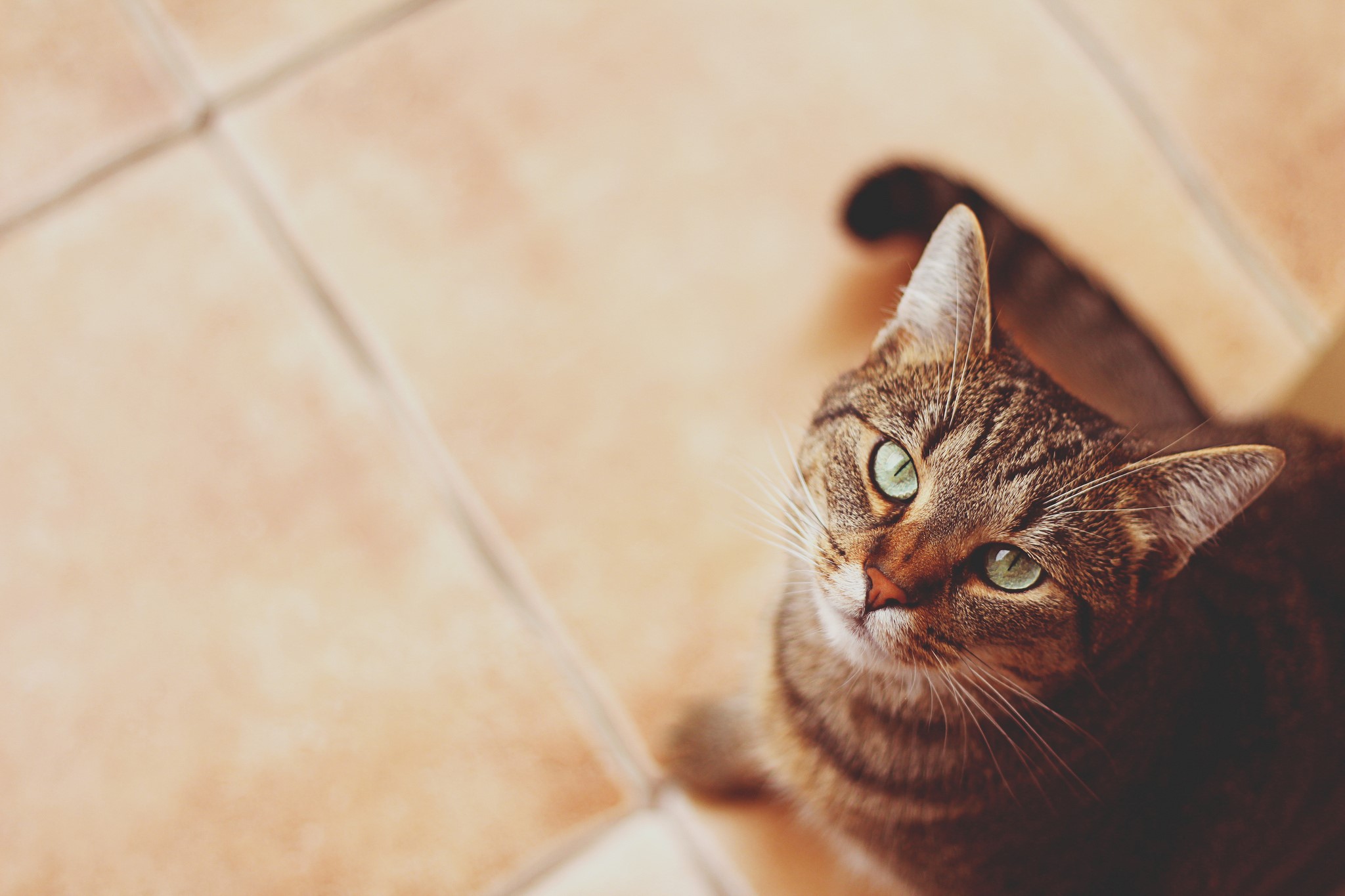 Tabby cat with green eyes looking up HD Wallpaper