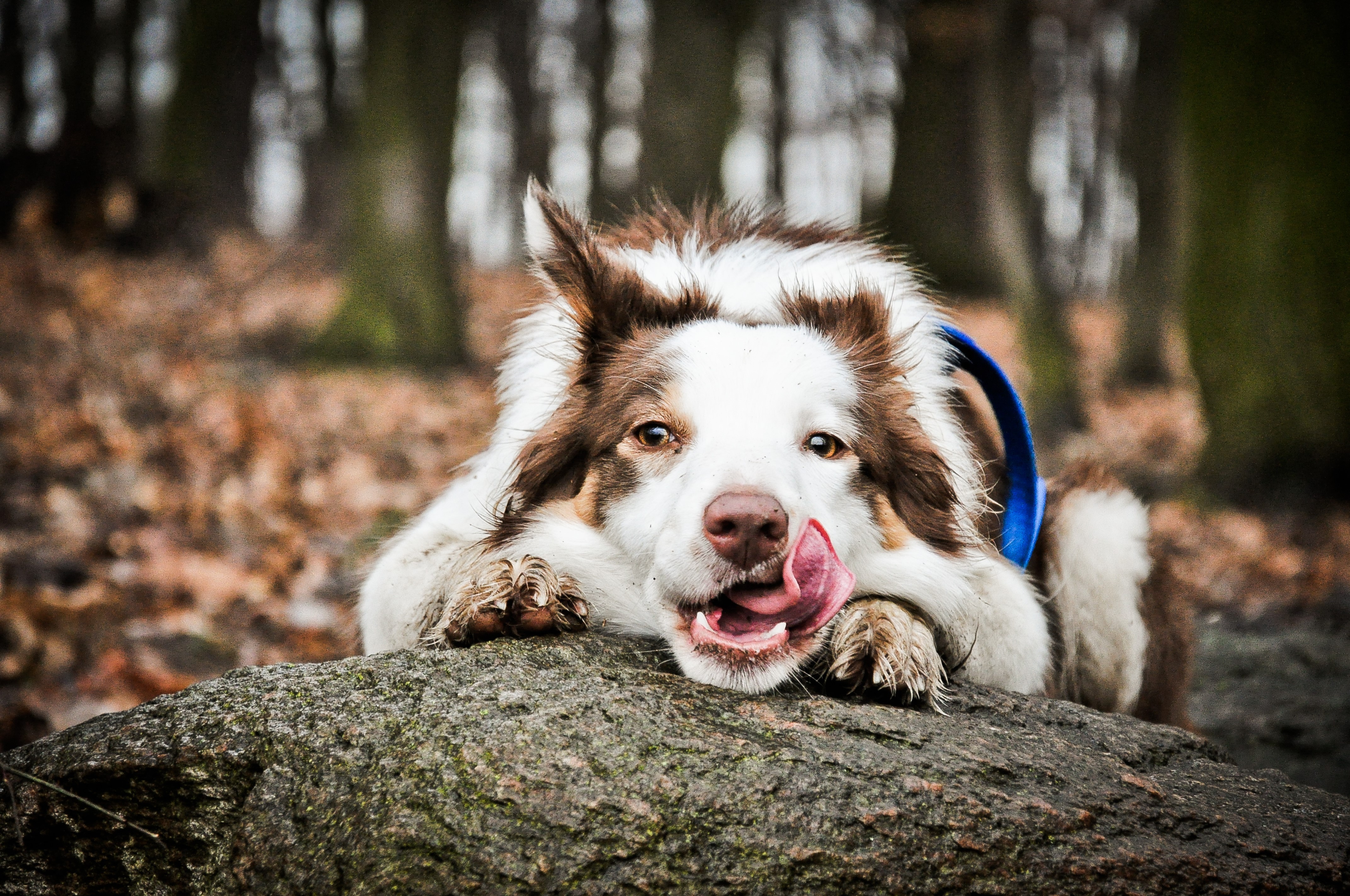 4K Border Collie dog licking its nose on a rock HD Wallpaper