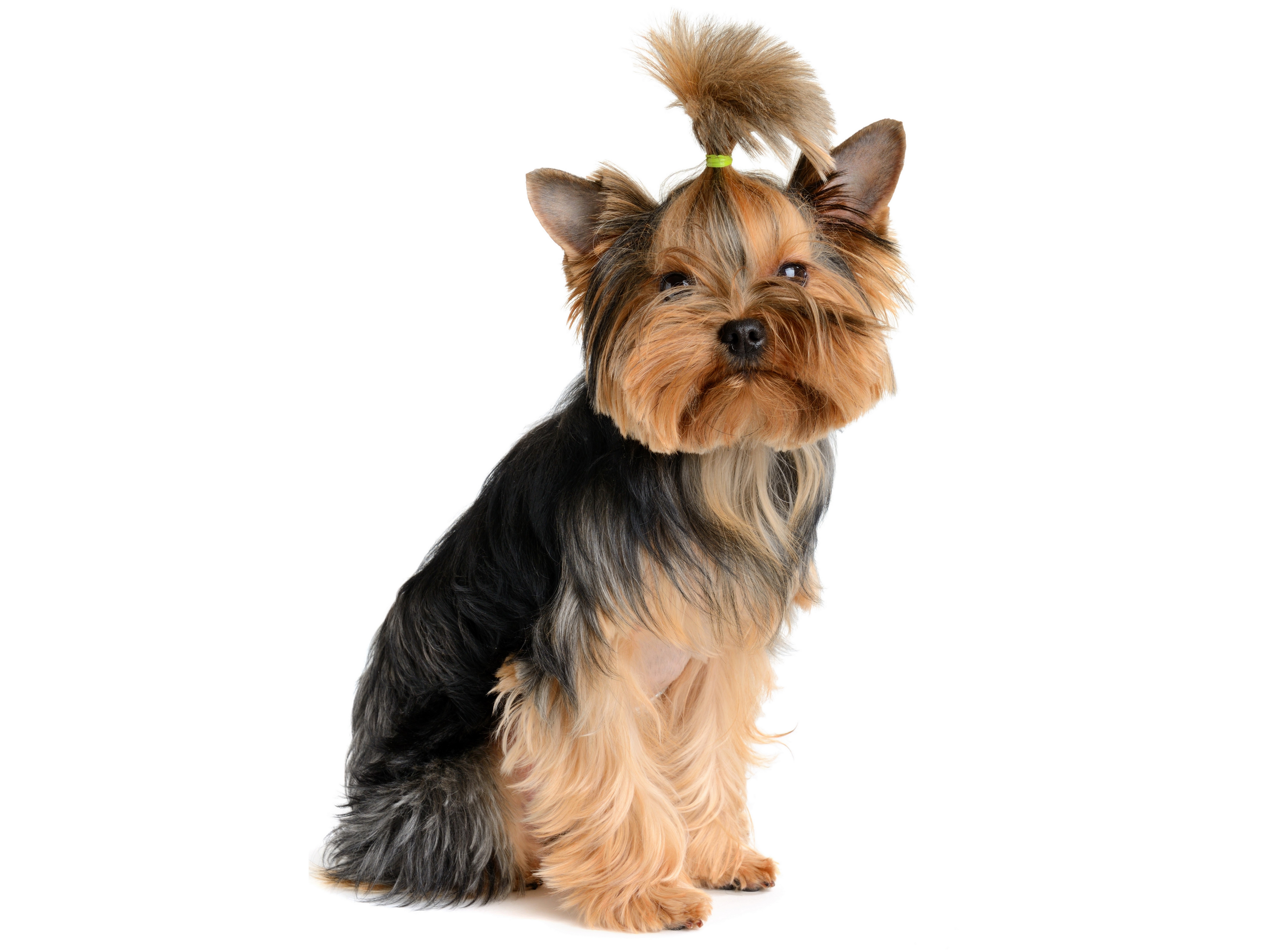 Yorkshire Terrier Dog with Top Knot HD Wallpaper