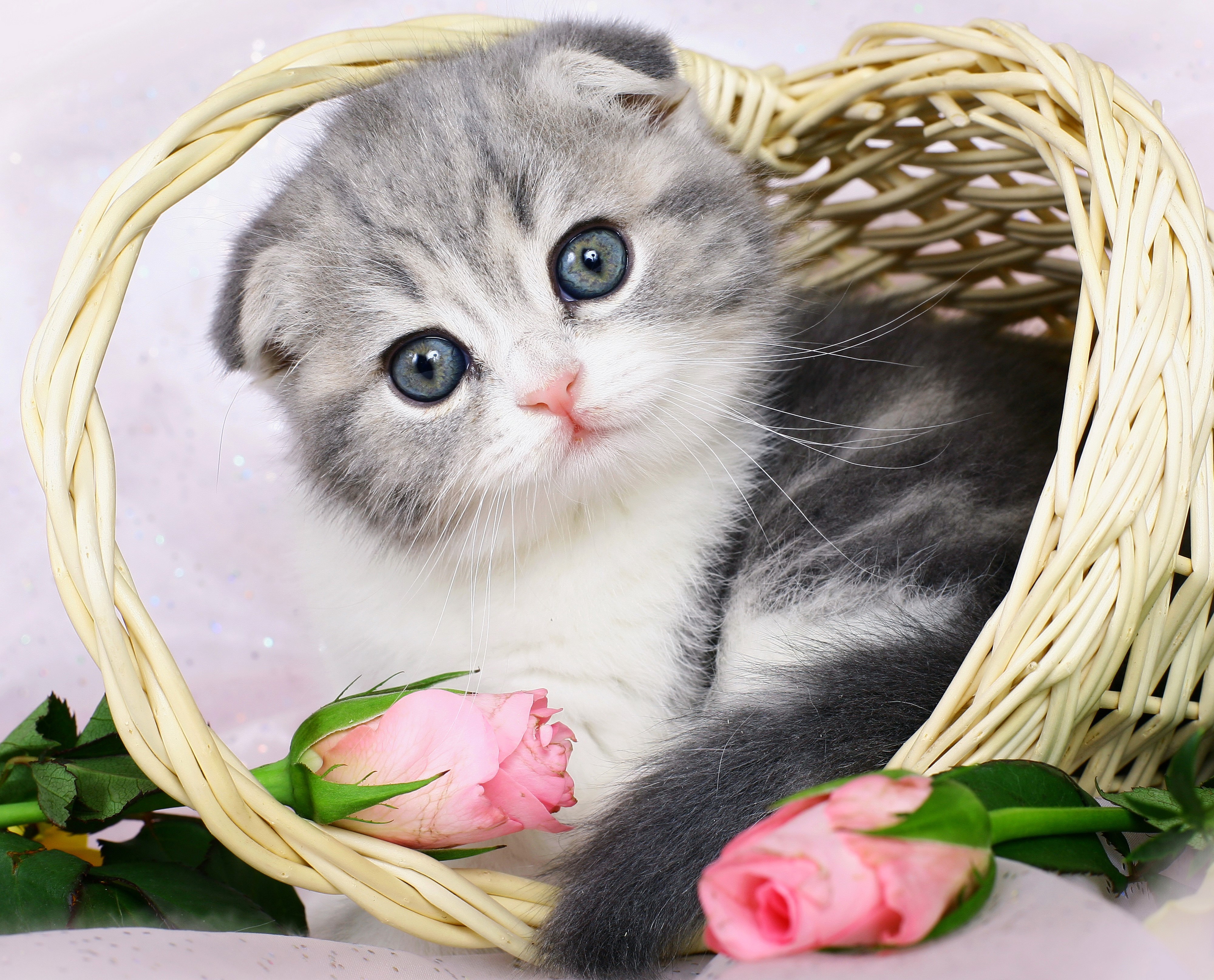 4K Scottish Fold Kitten with Roses in Wicker Basket HD Wallpaper