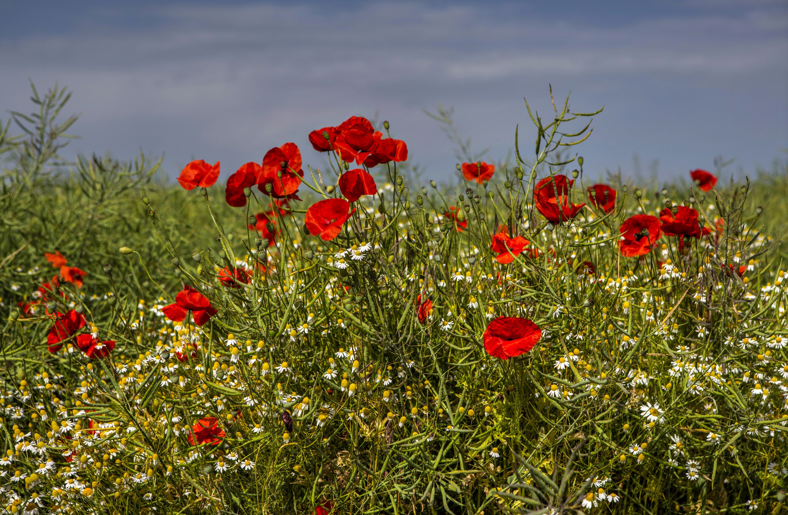 Field of red poppies and white daisies under a cloudy sky HD Wallpaper