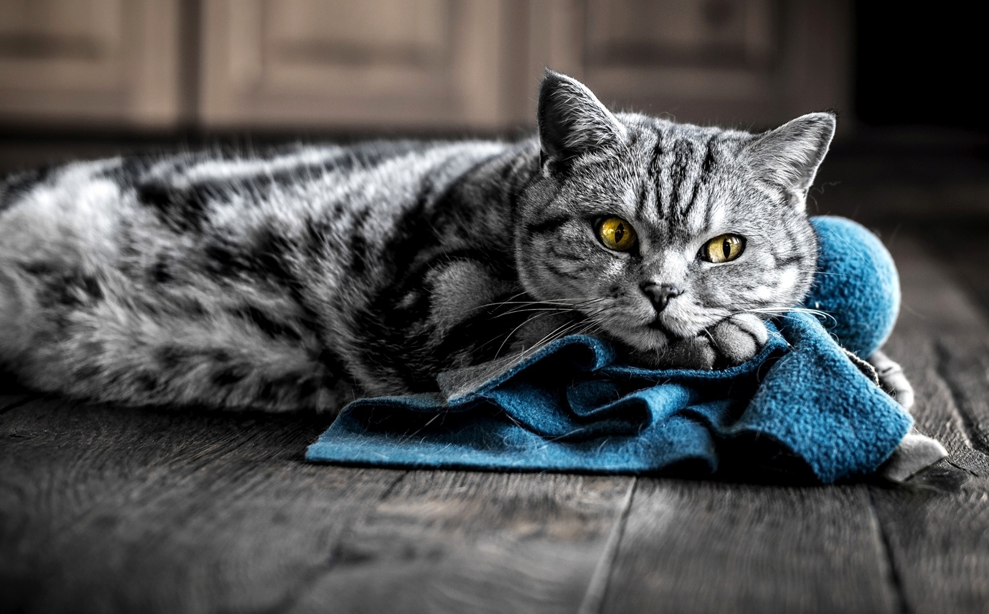 A tabby cat lies on a wooden floor with a blue cloth HD Wallpaper