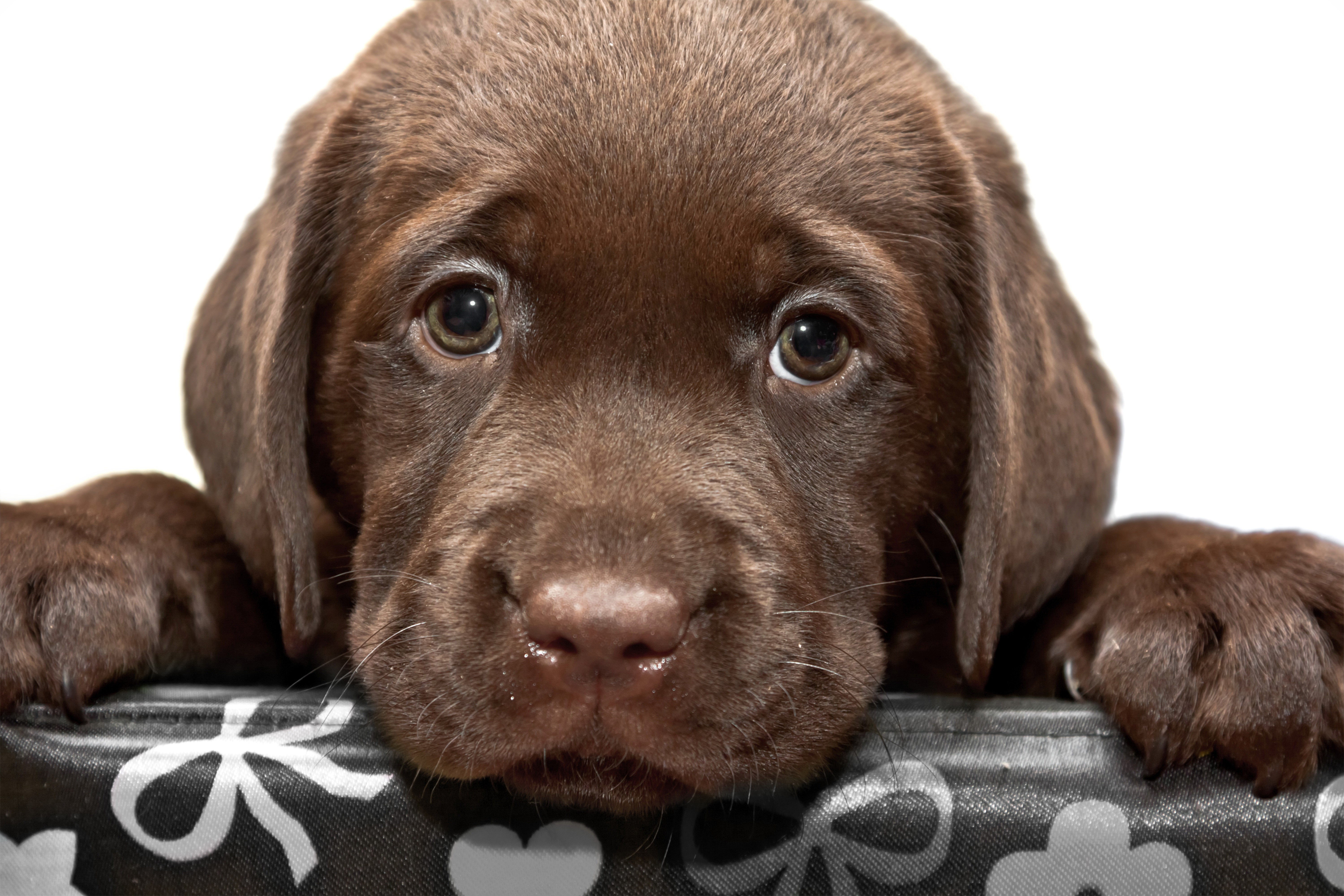 Chocolate Labrador Retriever Puppy HD Wallpaper