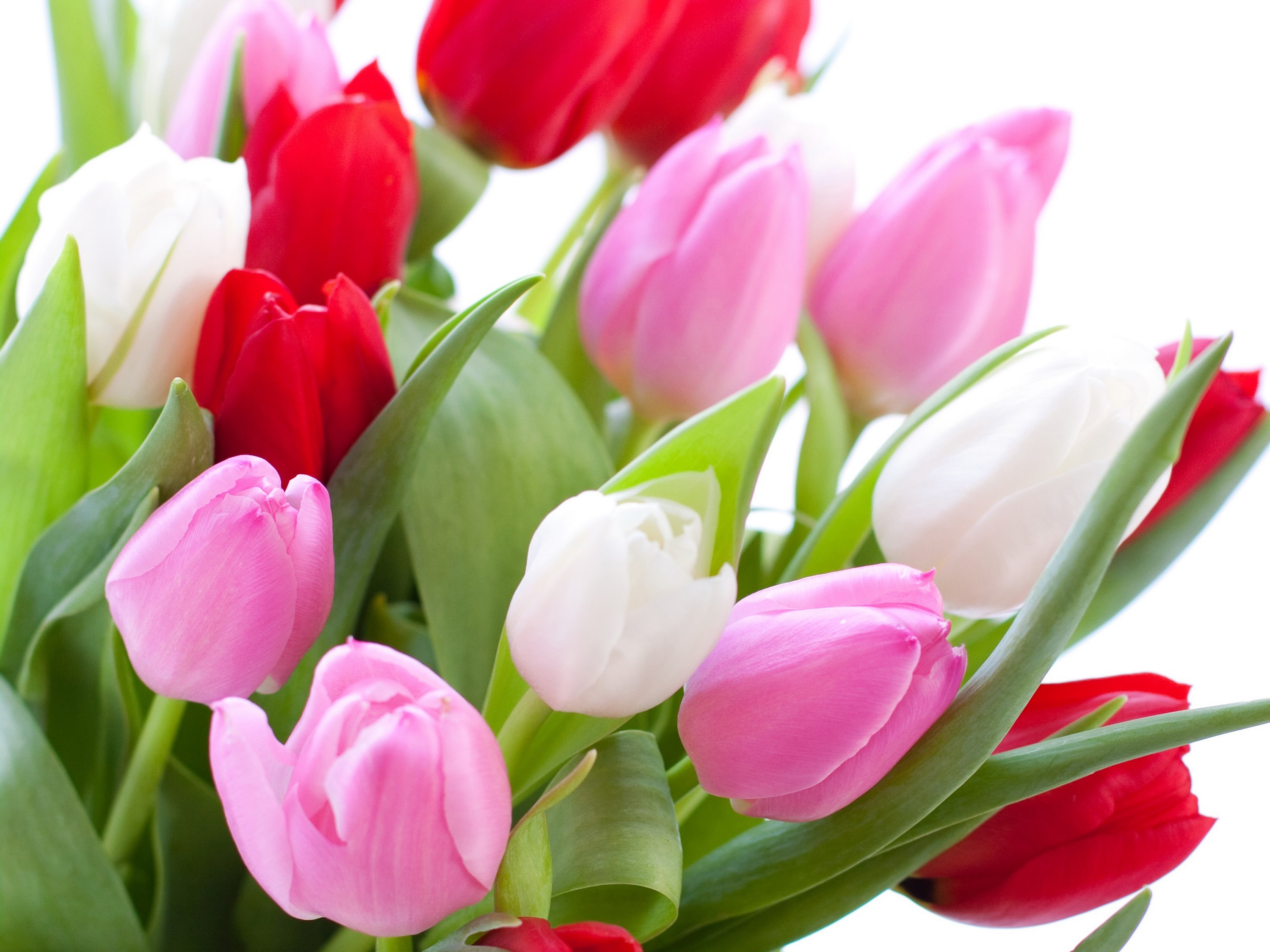 A bouquet of red, pink, and white tulips HD Wallpaper