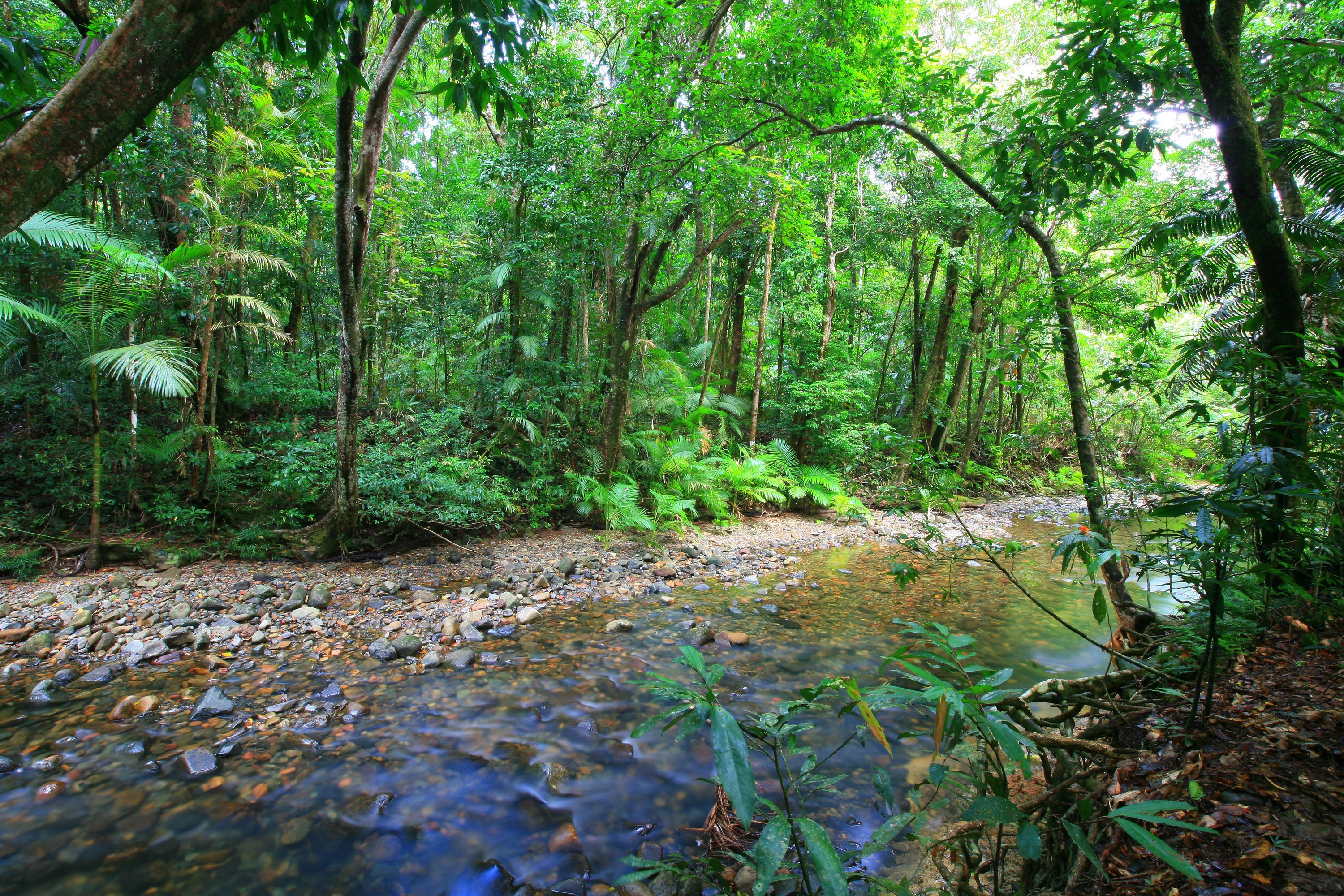 Stream flowing through a dense forest in Queensland, Australia HD Wallpaper