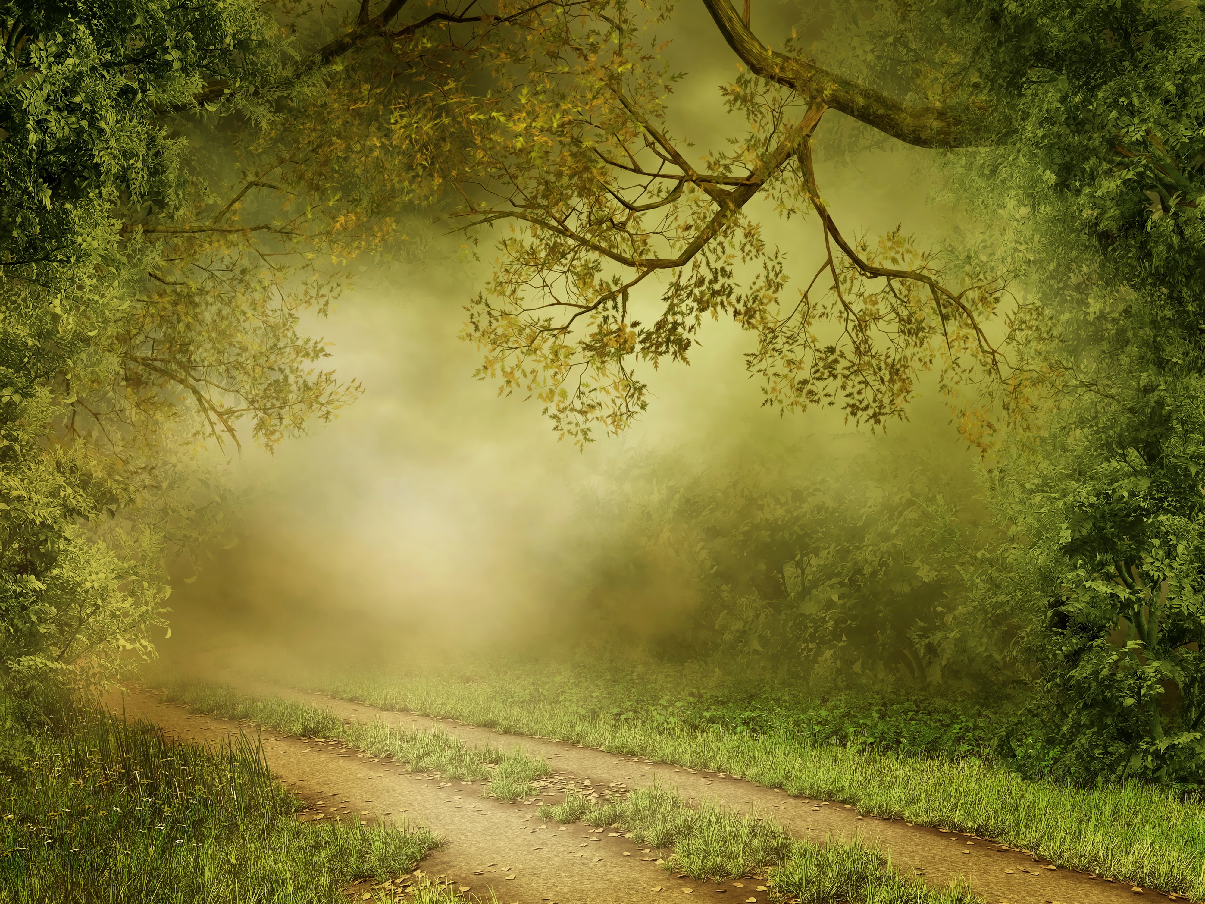 4K Forest Trail with Fog HD Wallpaper