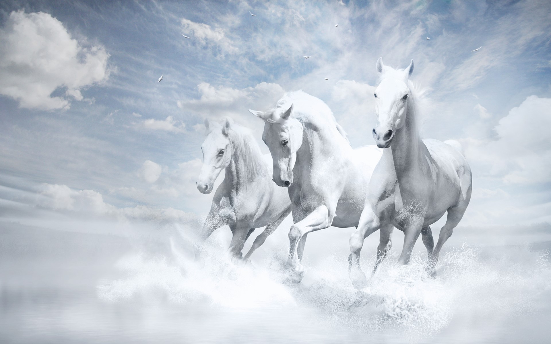 Three white horses running through water HD Wallpaper