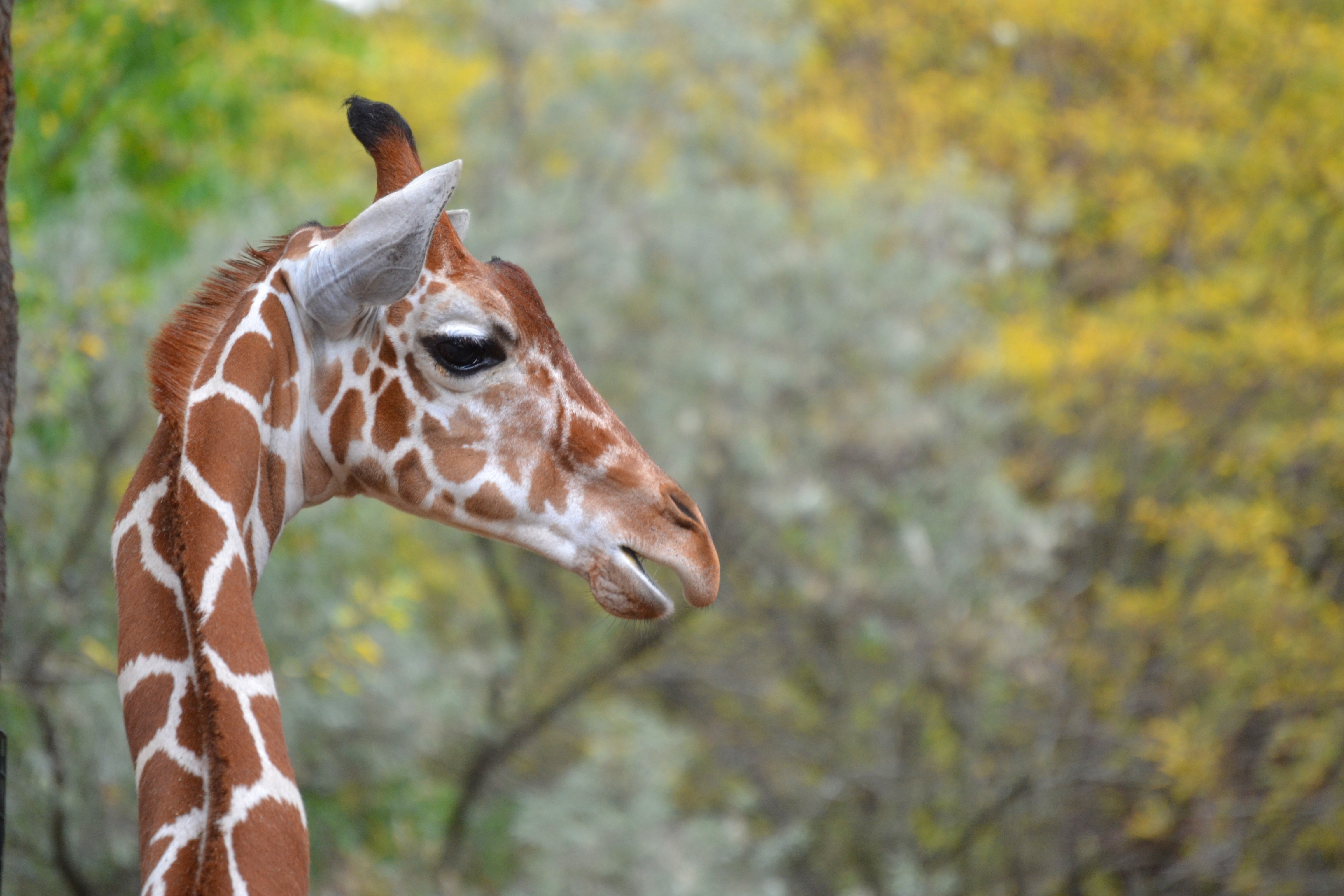 4K Giraffe Portrait HD Wallpaper