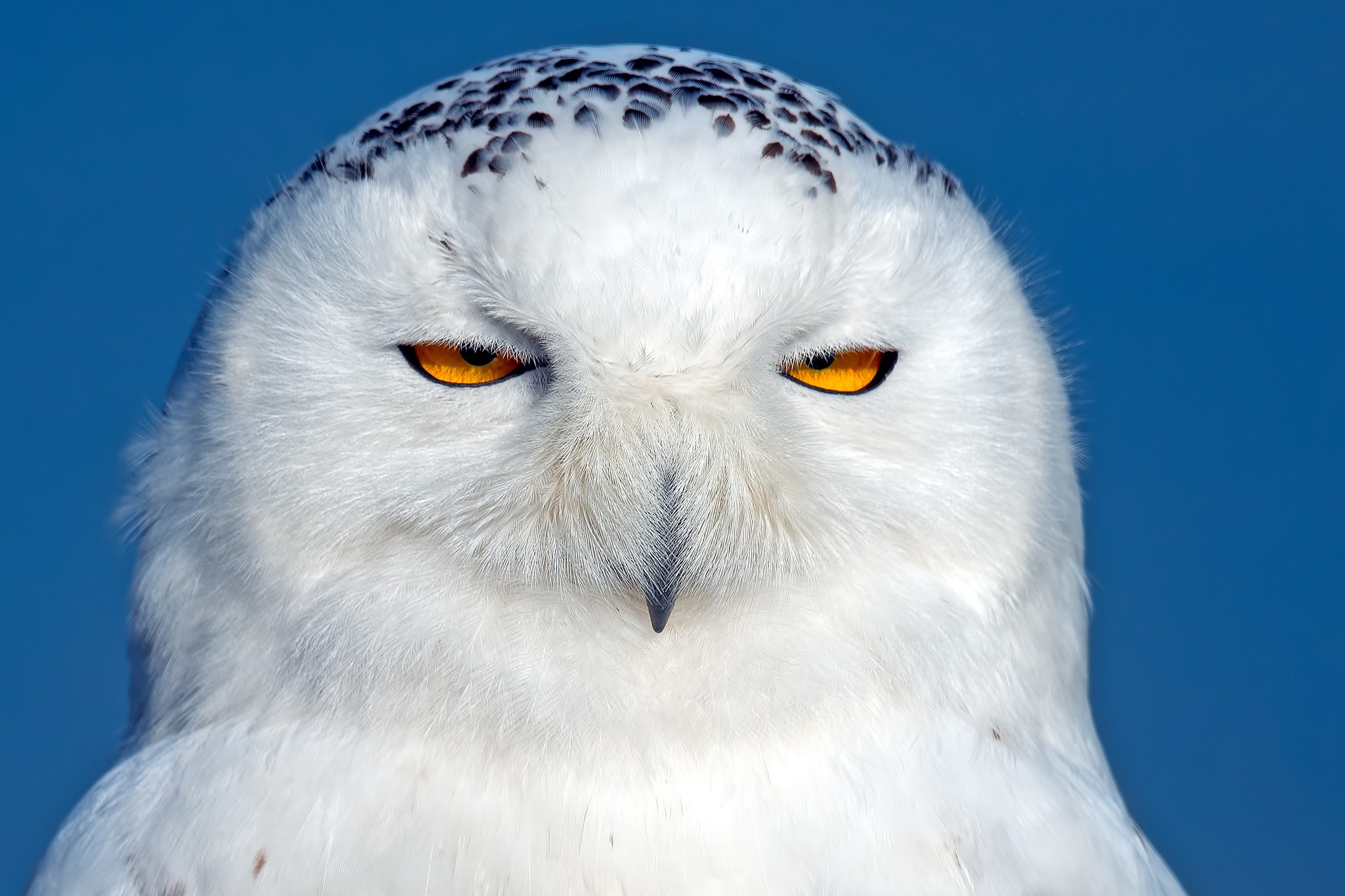 Snowy owl with piercing orange eyes HD Wallpaper