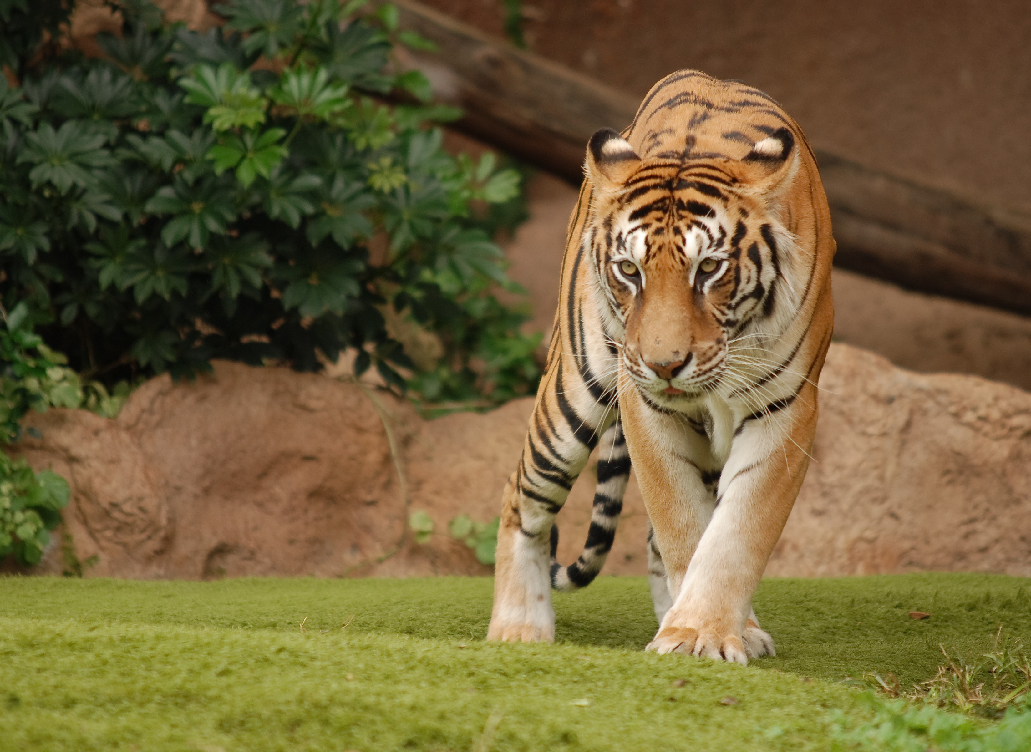 Tiger walking on grass in a zoo enclosure HD Wallpaper