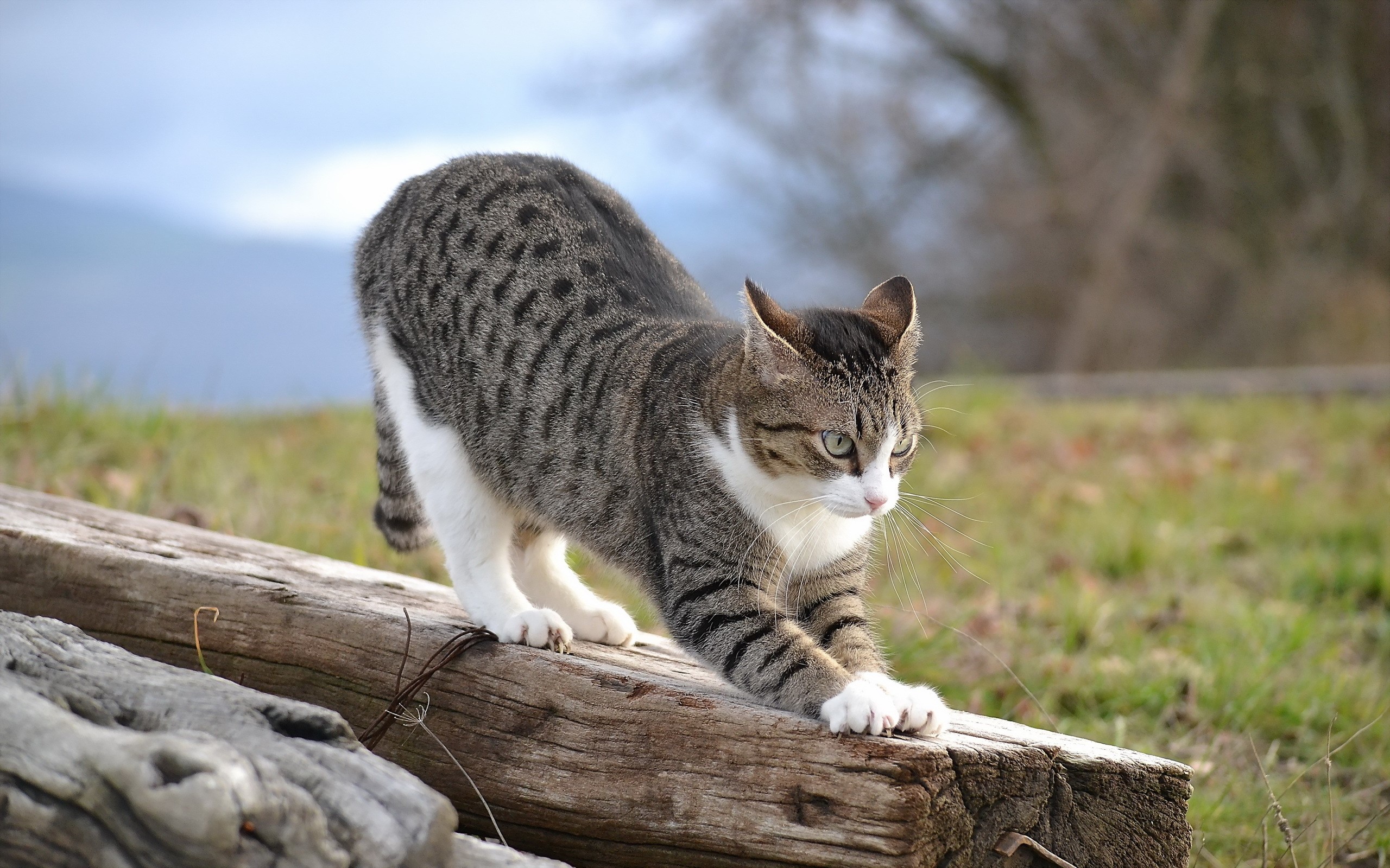 Tabby cat stretching on a log outdoors HD Wallpaper