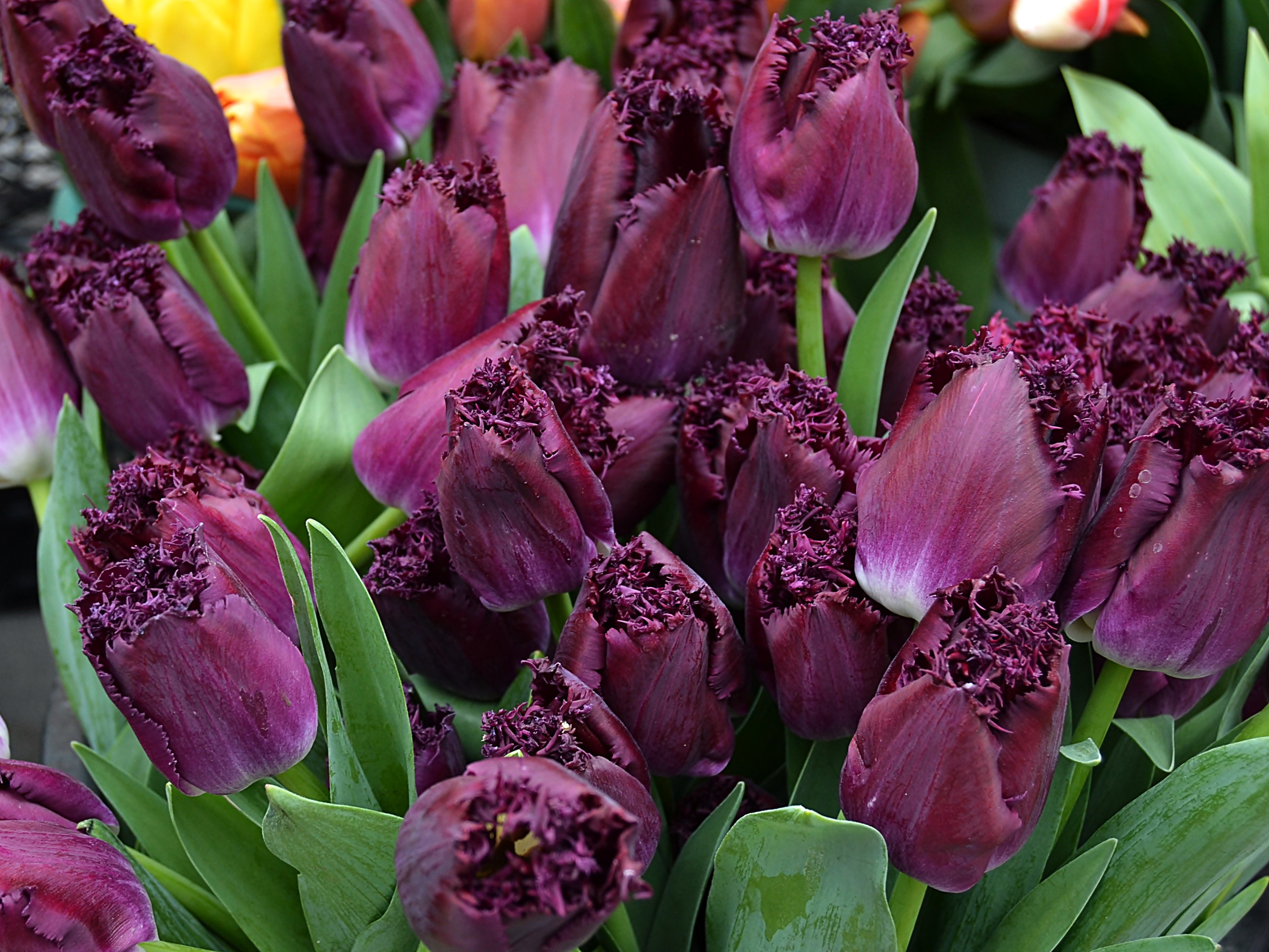Deep purple fringed tulips with green leaves HD Wallpaper