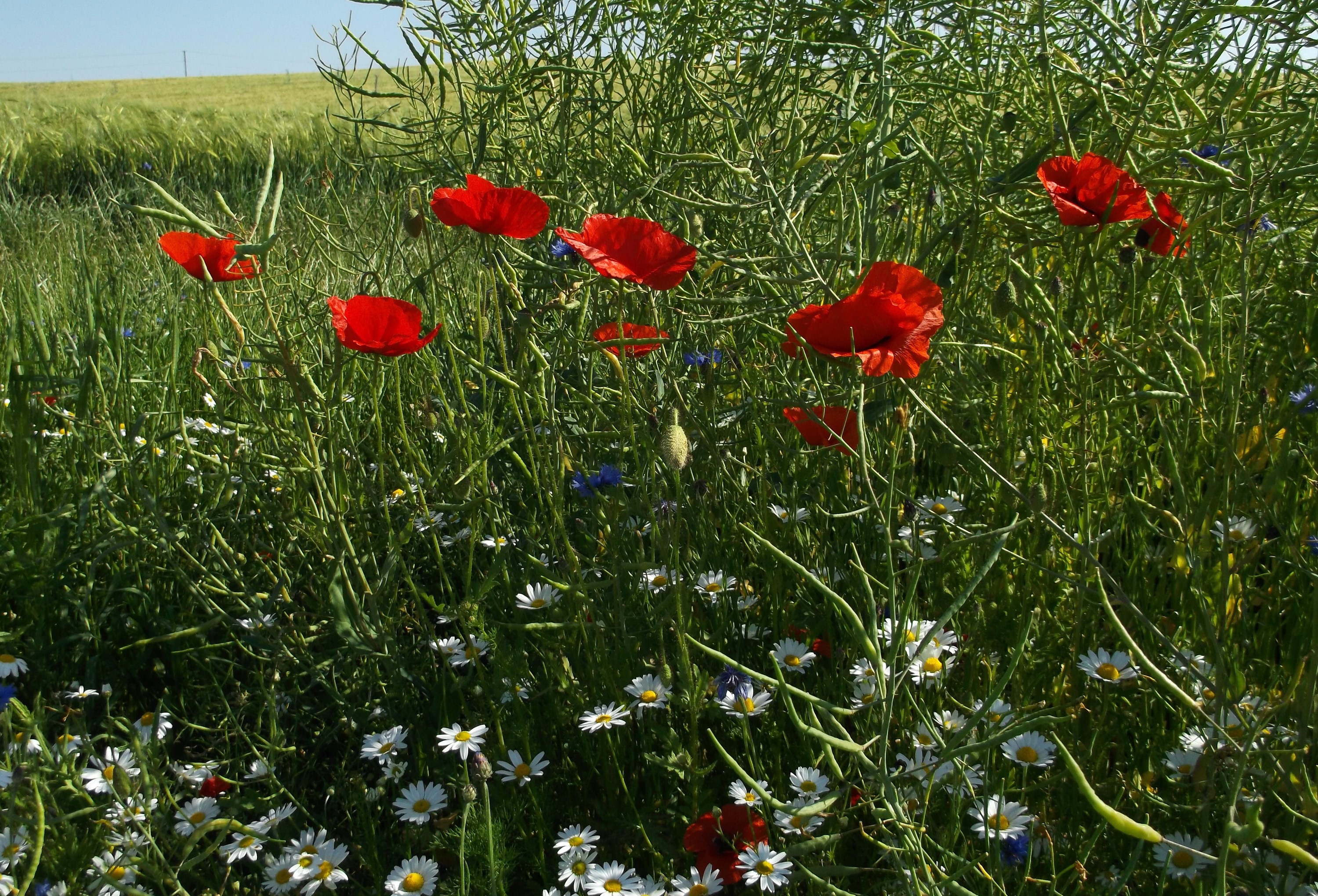 Red poppies and daisies in a field HD Wallpaper