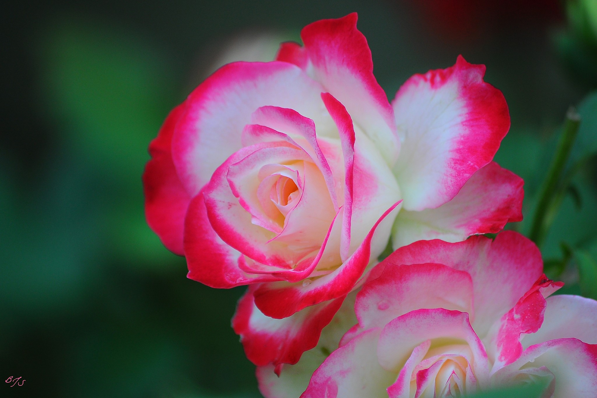 Close-up of two bicolor roses with pink edges HD Wallpaper