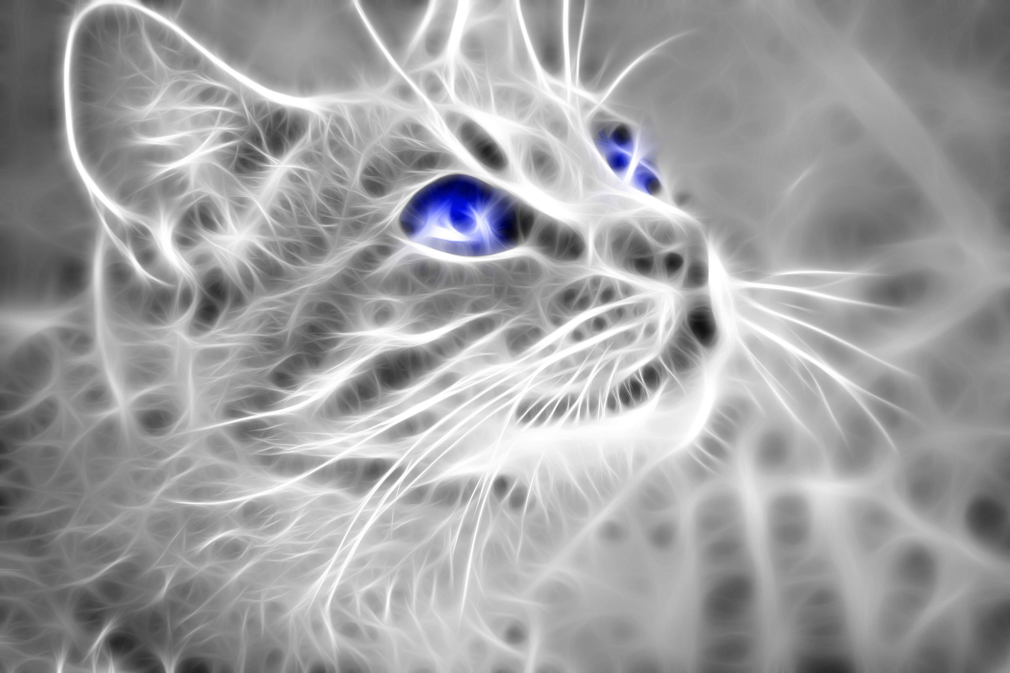 4K Cat with Blue Eyes HD Wallpaper