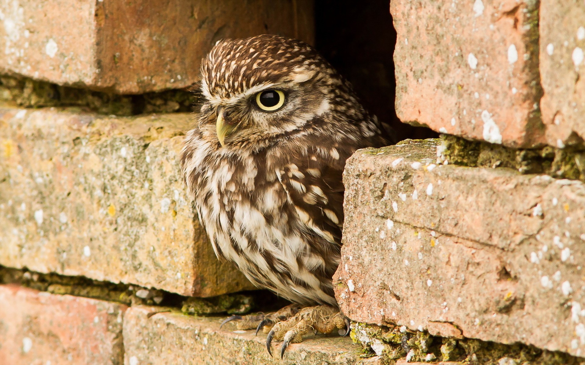 Little owl perched in a brick wall opening HD Wallpaper