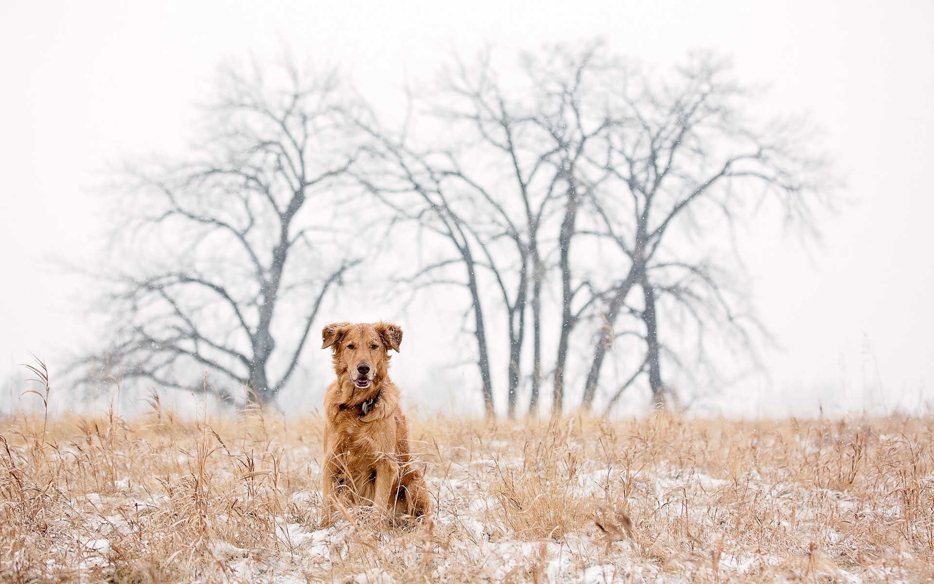 Golden Retriever dog sitting in a snowy field with trees HD Wallpaper