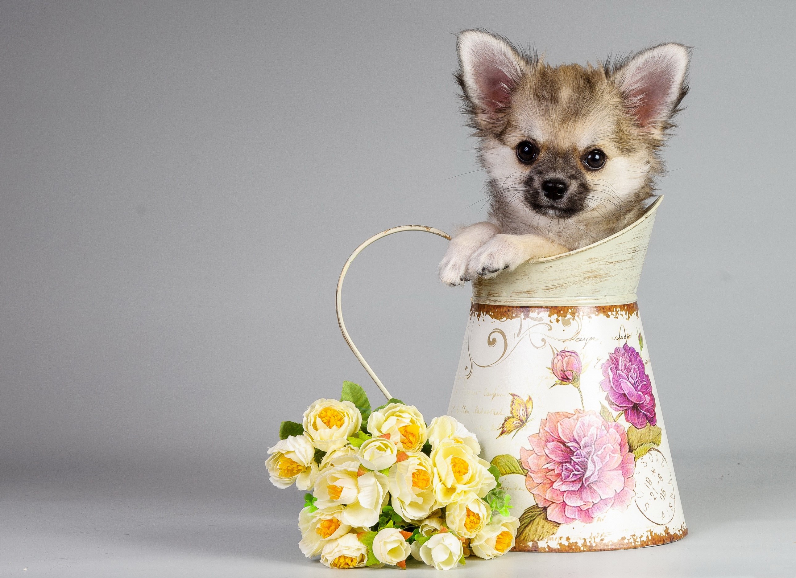 Chihuahua puppy in a decorative jug with flowers HD Wallpaper