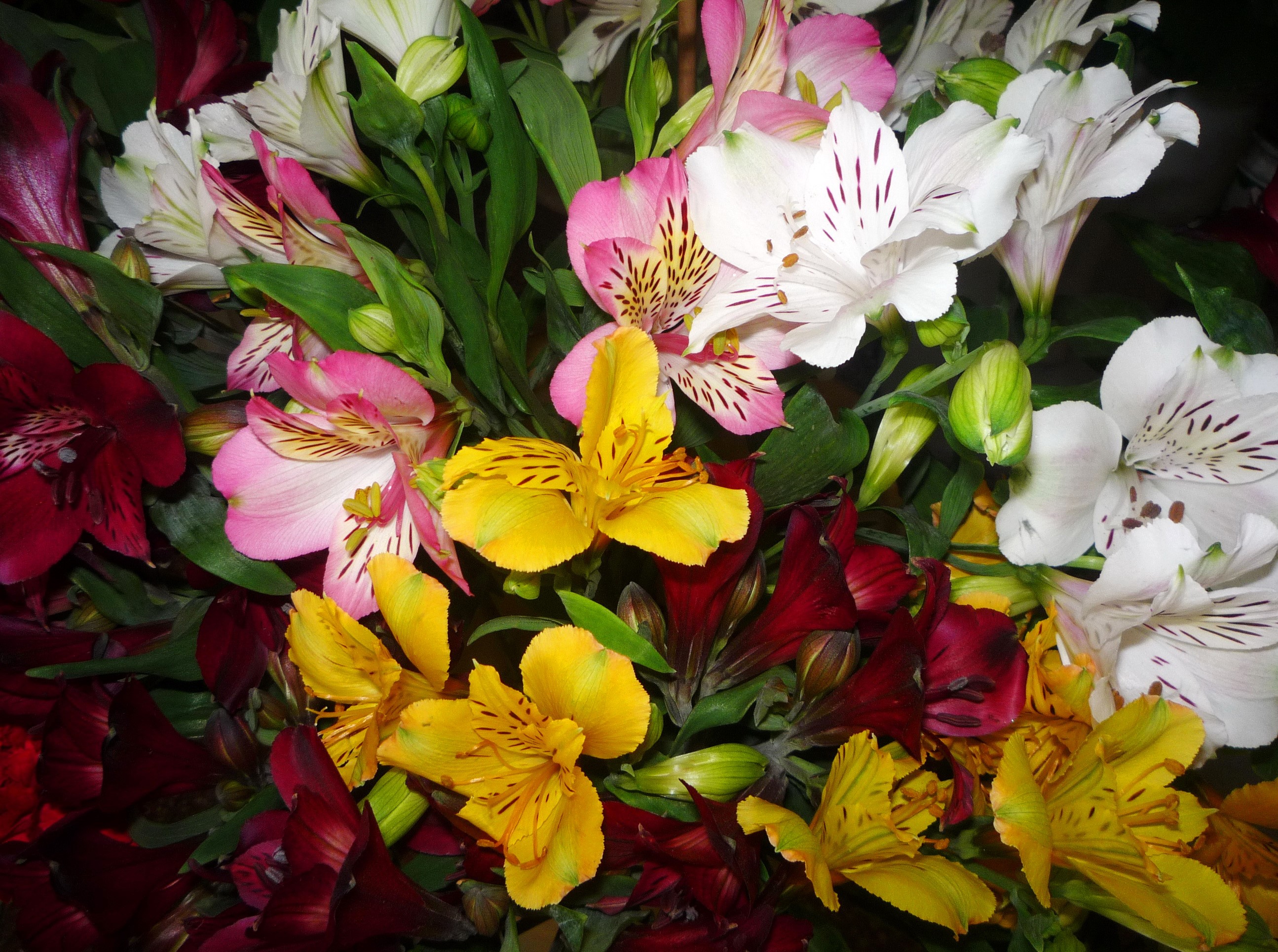 Bouquet of Alstroemeria flowers in various colors HD Wallpaper