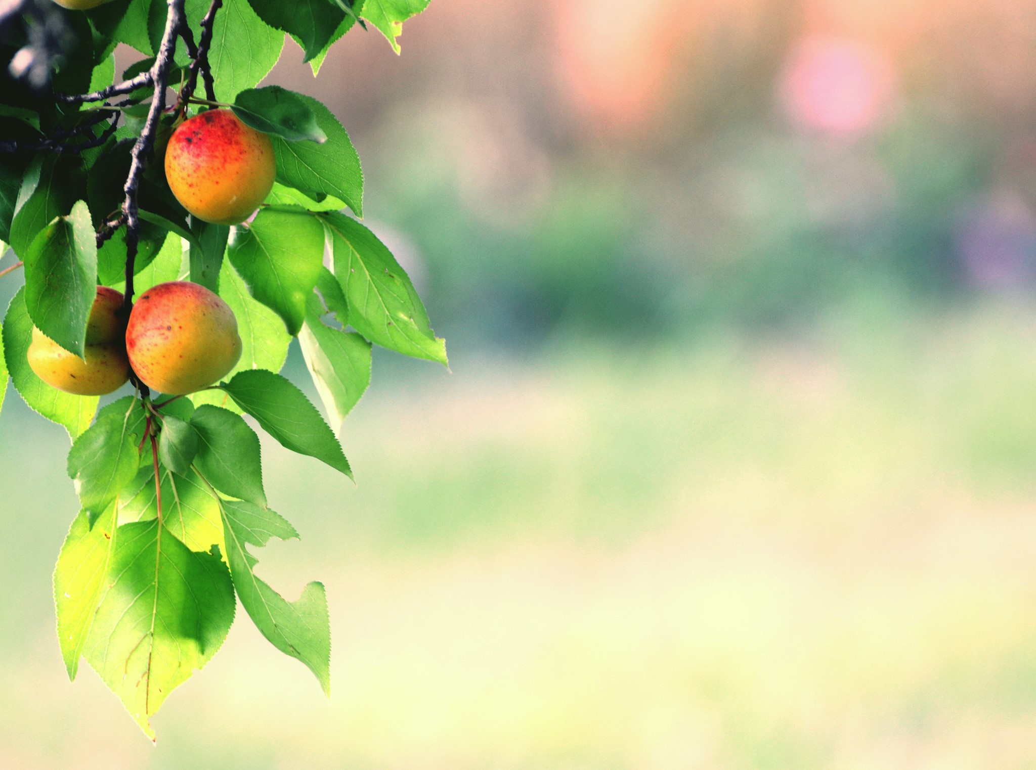 Apricots on a branch with green leaves HD Wallpaper
