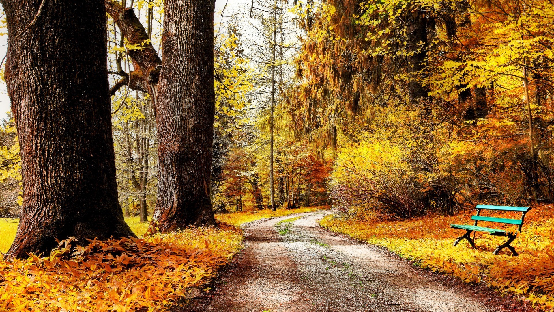 Autumn park path with bench and trees HD Wallpaper