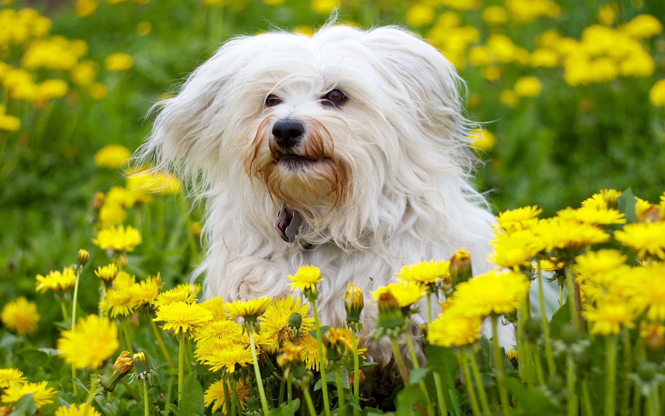White Havanese dog sitting in a field of dandelions HD Wallpaper