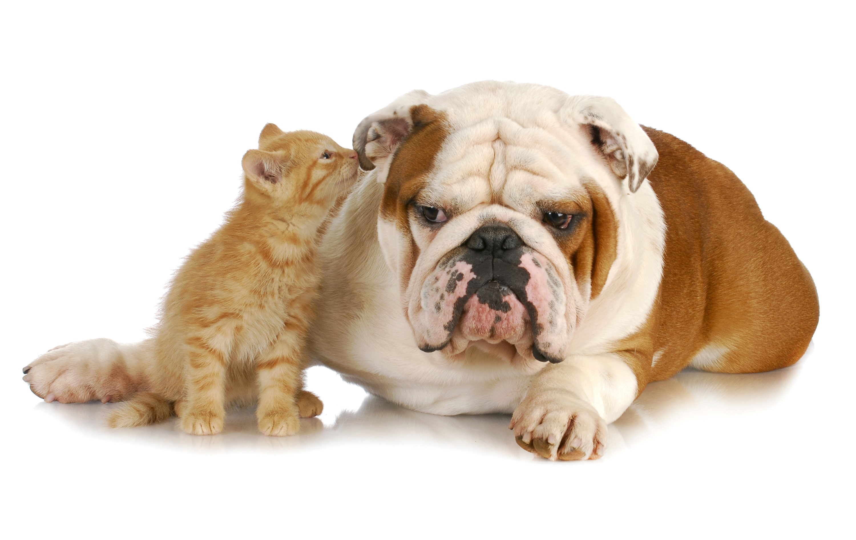 Kitten and Bulldog on White Background HD Wallpaper