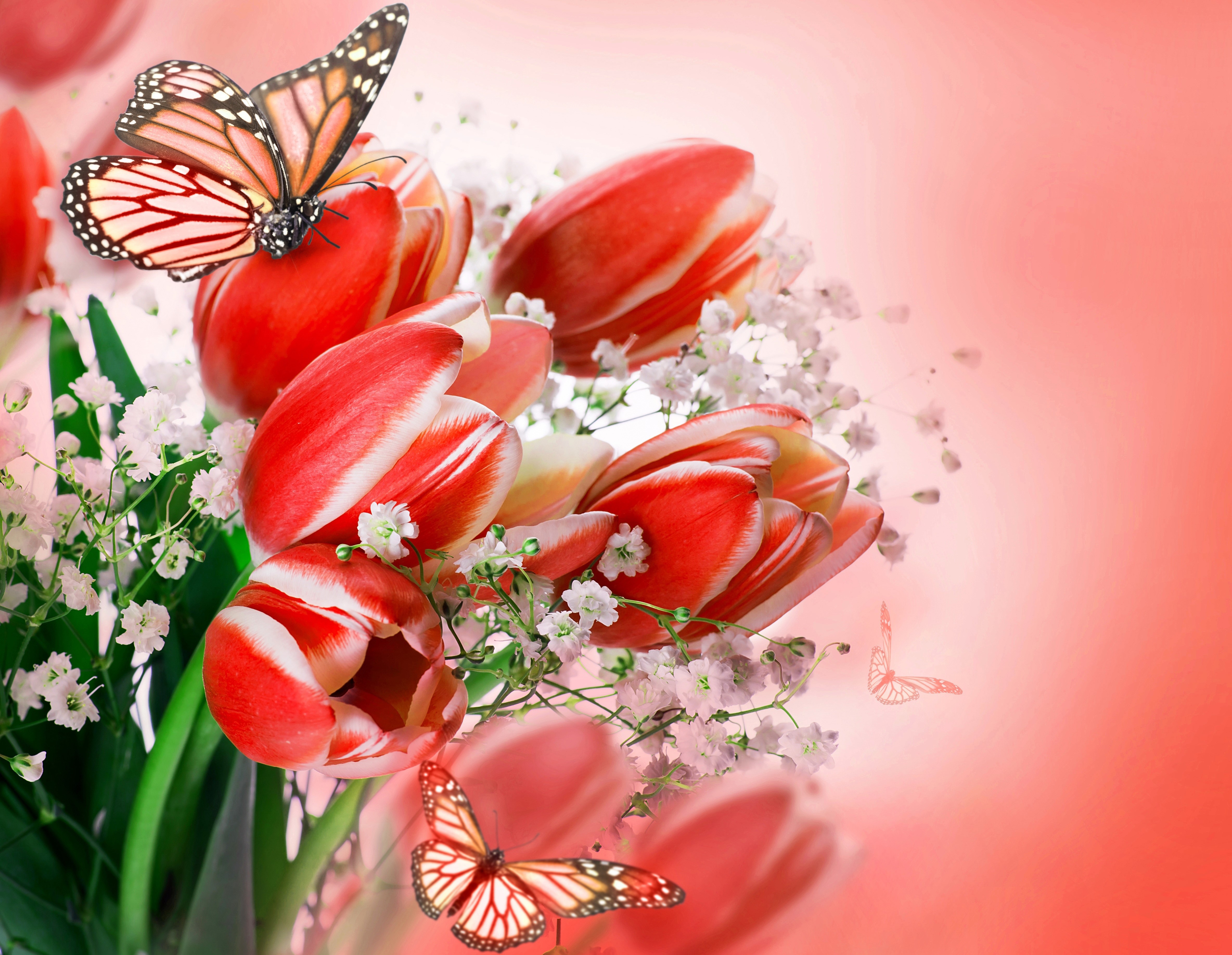 Red and white tulips with monarch butterflies HD Wallpaper