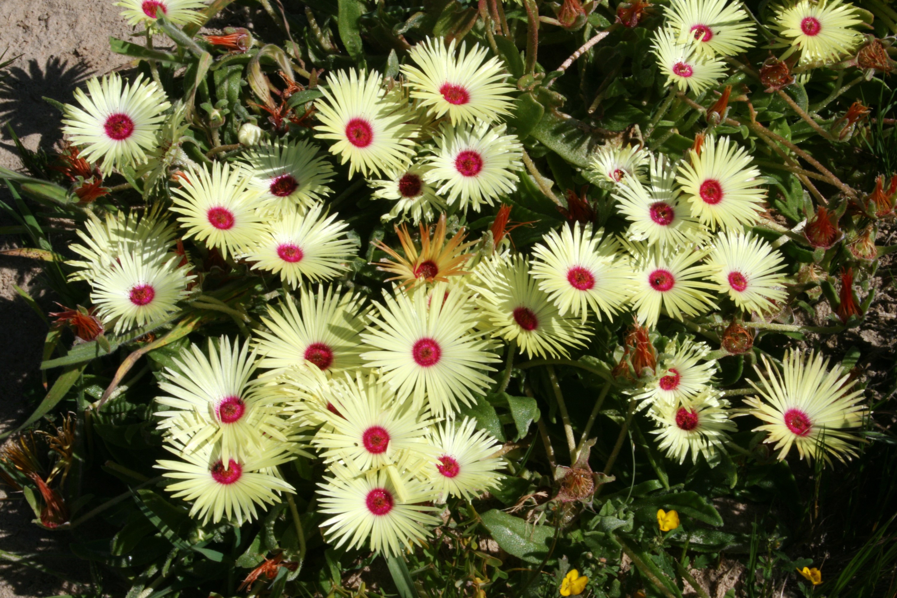 Many yellow Mesembryanthemum flowers with red centers HD Wallpaper