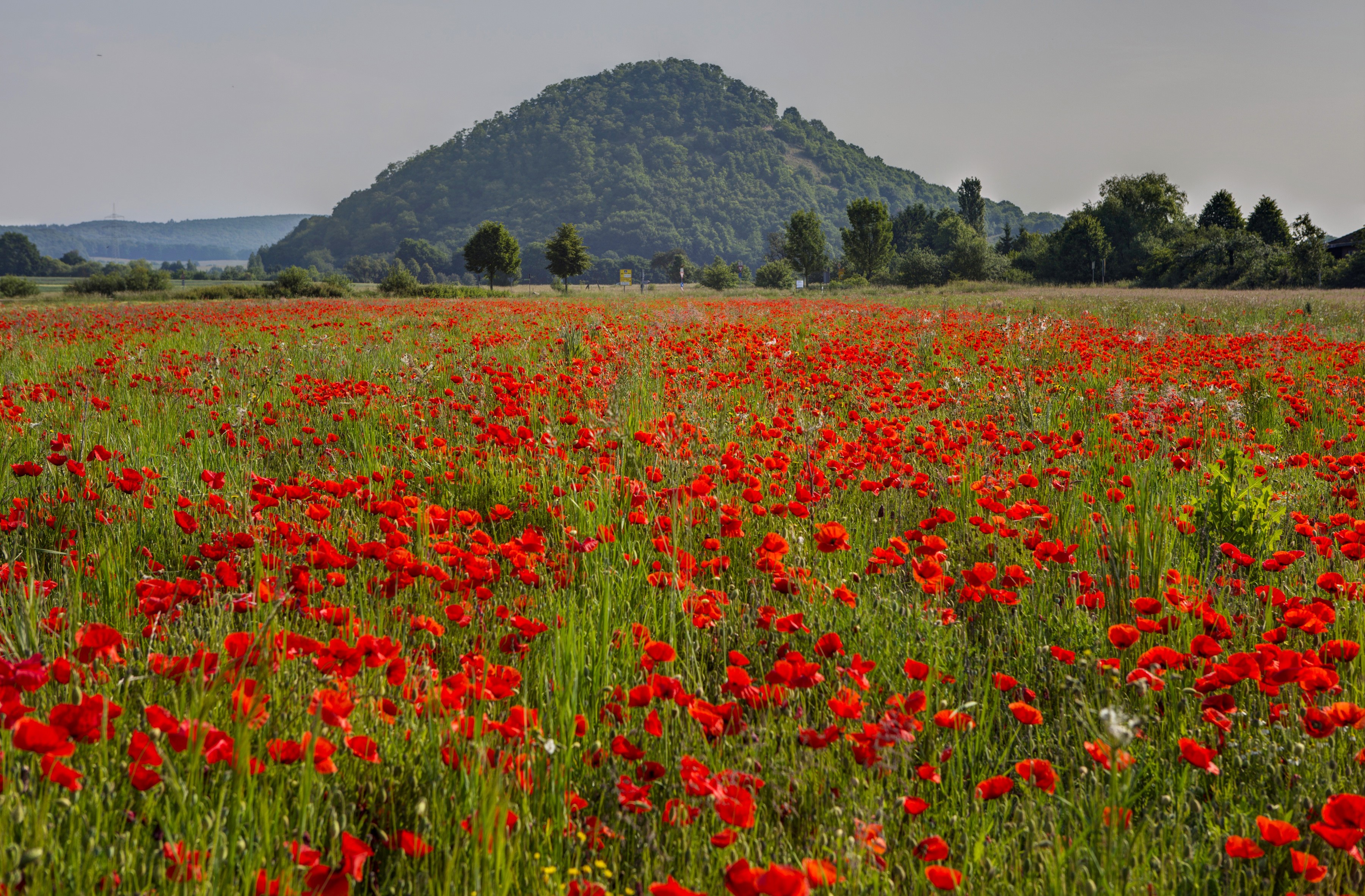 Field of red poppies with a tree-covered hill in Wittlich, Germany HD Wallpaper