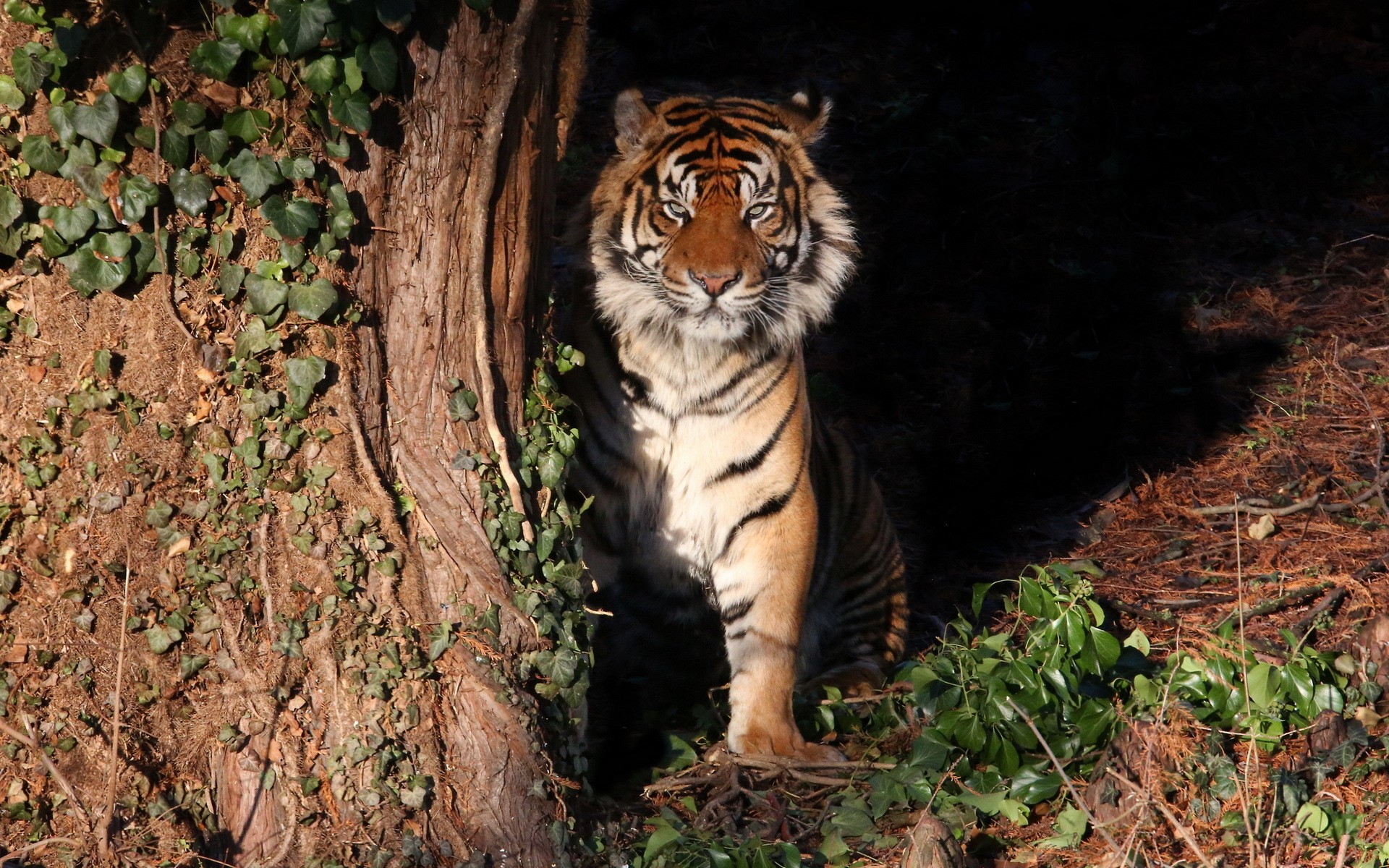 Tiger sitting near a tree HD Wallpaper