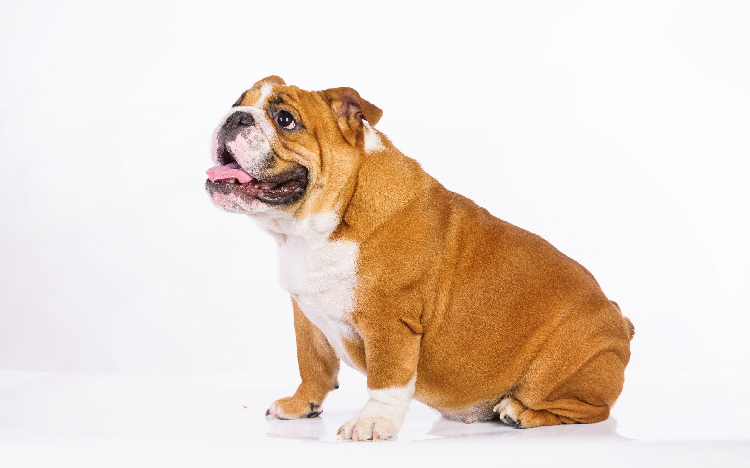 English Bulldog sitting on a white background HD Wallpaper