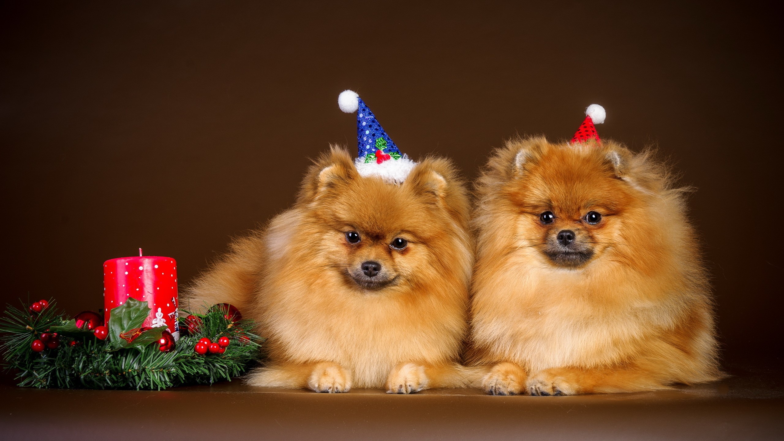 Two Pomeranians wearing Christmas hats with a candle HD Wallpaper