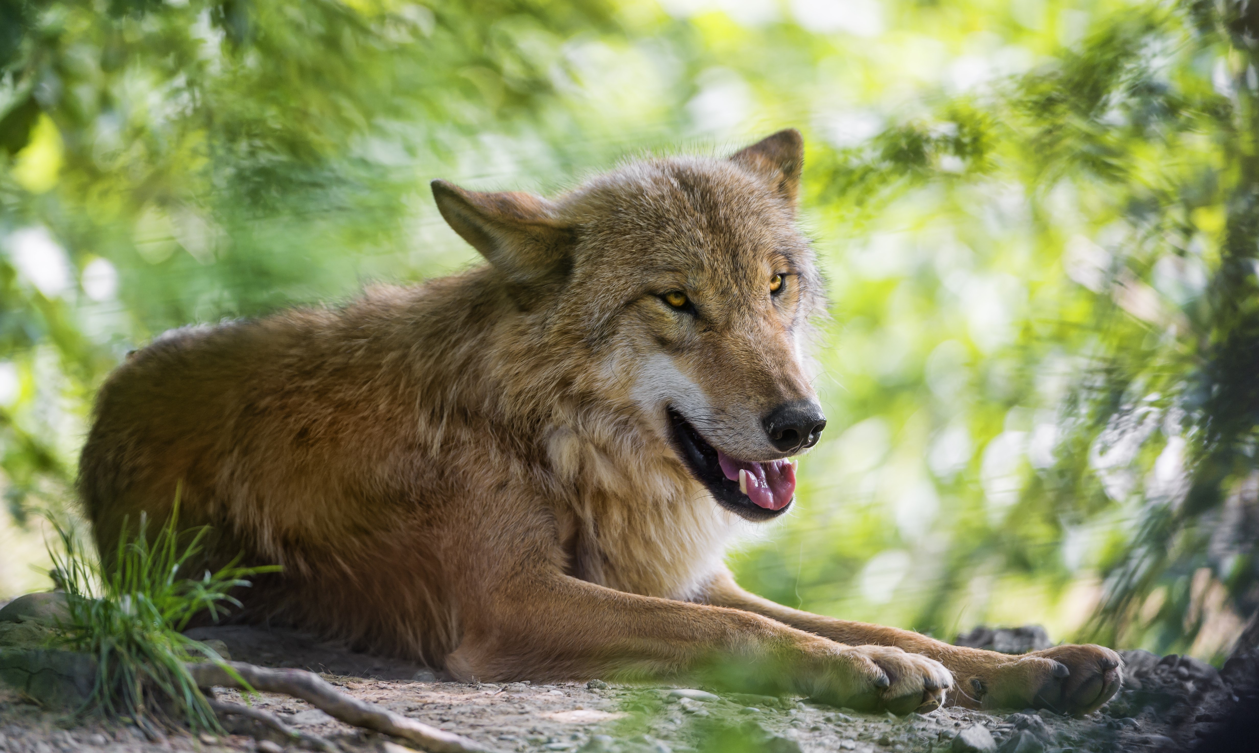 Wolf lying down in a forest HD Wallpaper