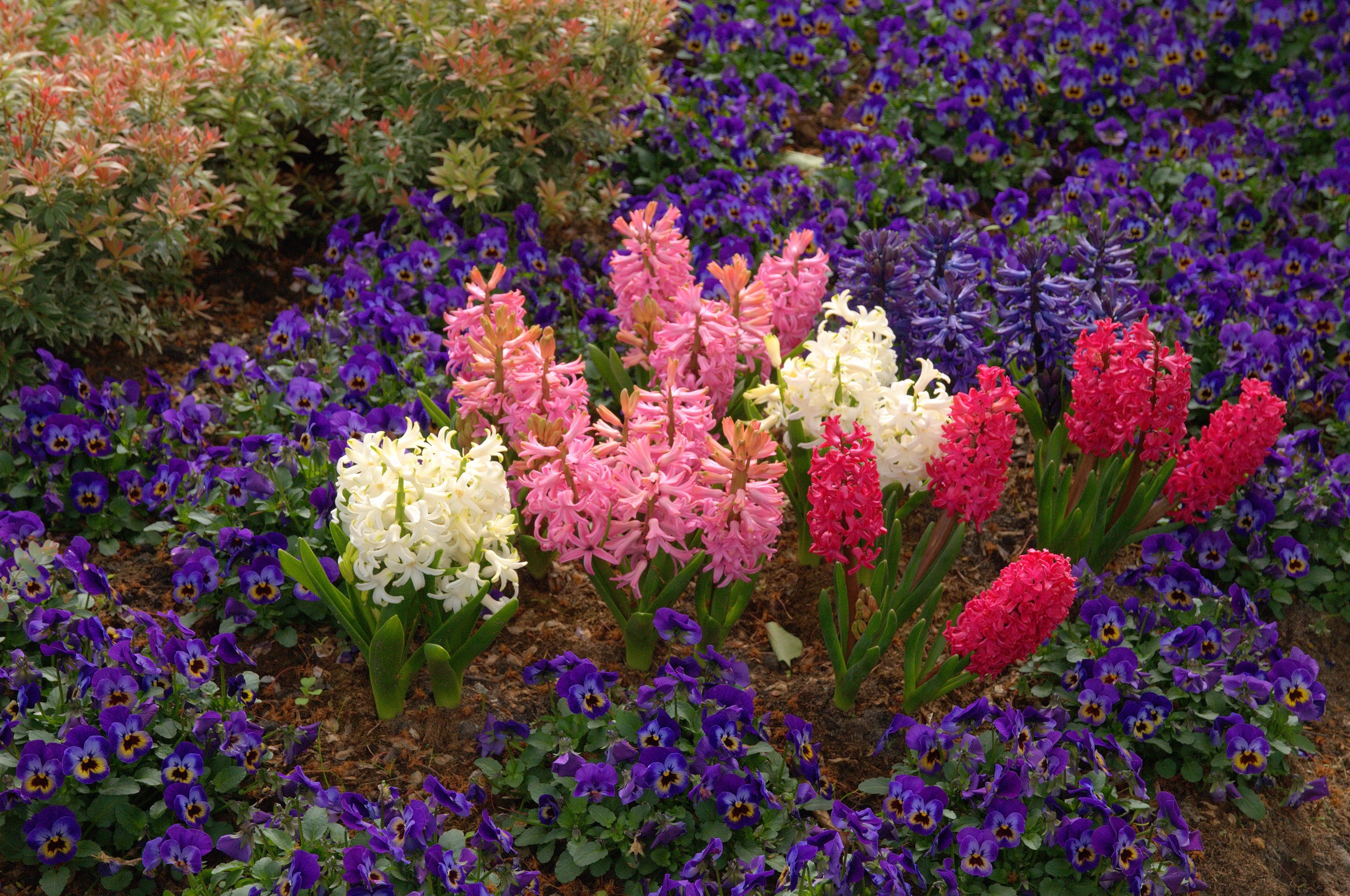 Colorful Hyacinths and Purple Pansies in Bloom HD Wallpaper