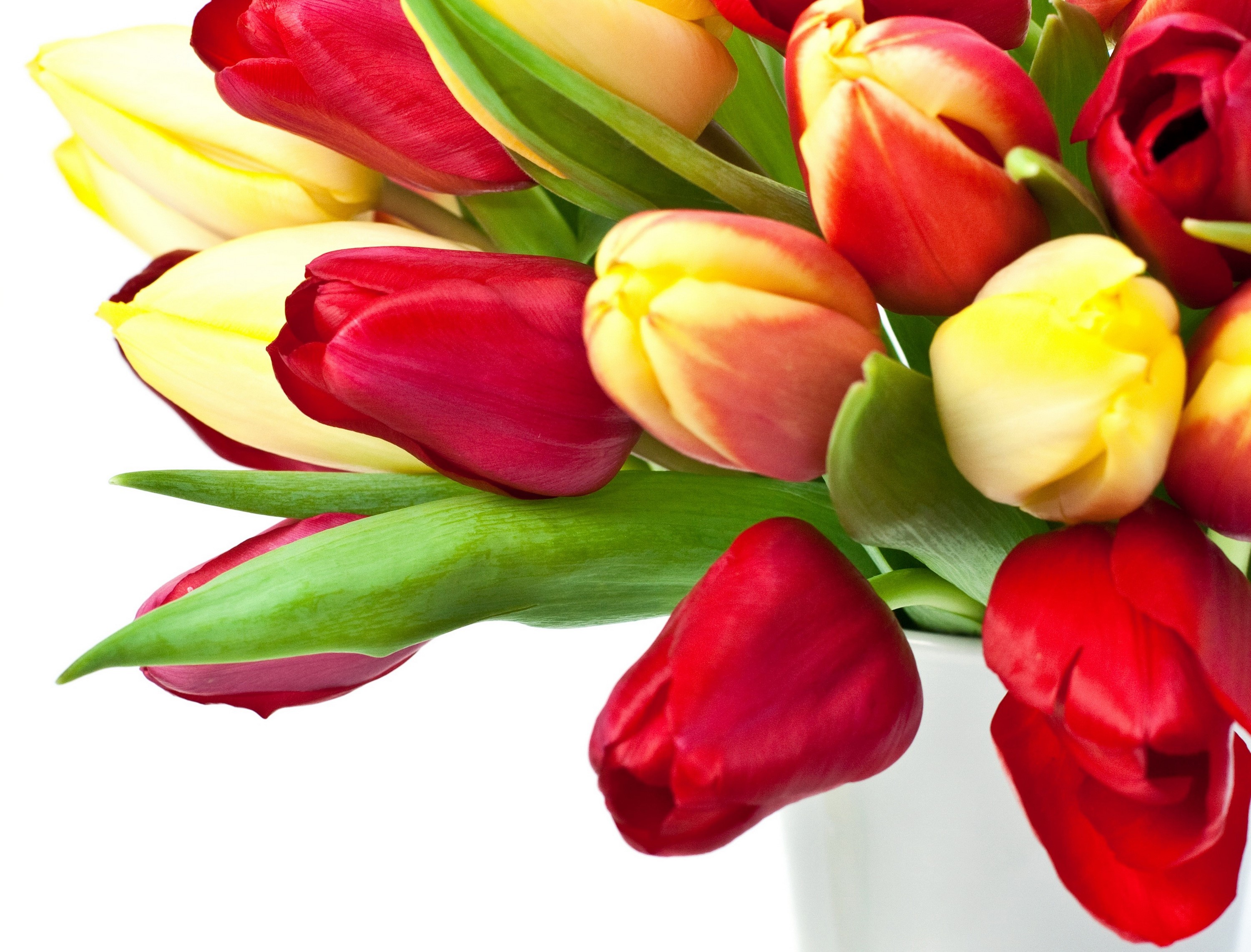Close-up of red and yellow tulips in a white vase HD Wallpaper