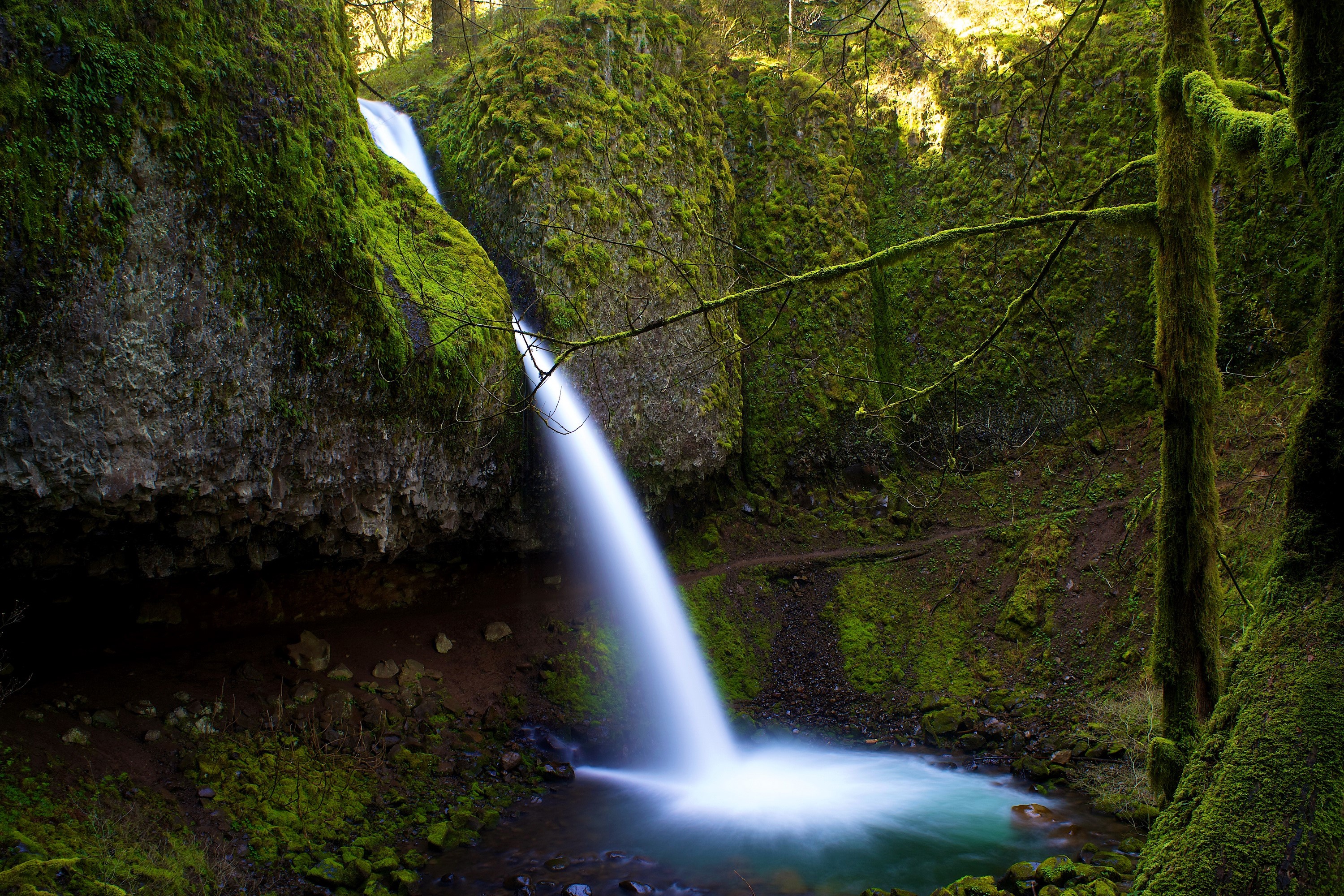 Waterfall in a moss-covered forest in Oregon, USA HD Wallpaper