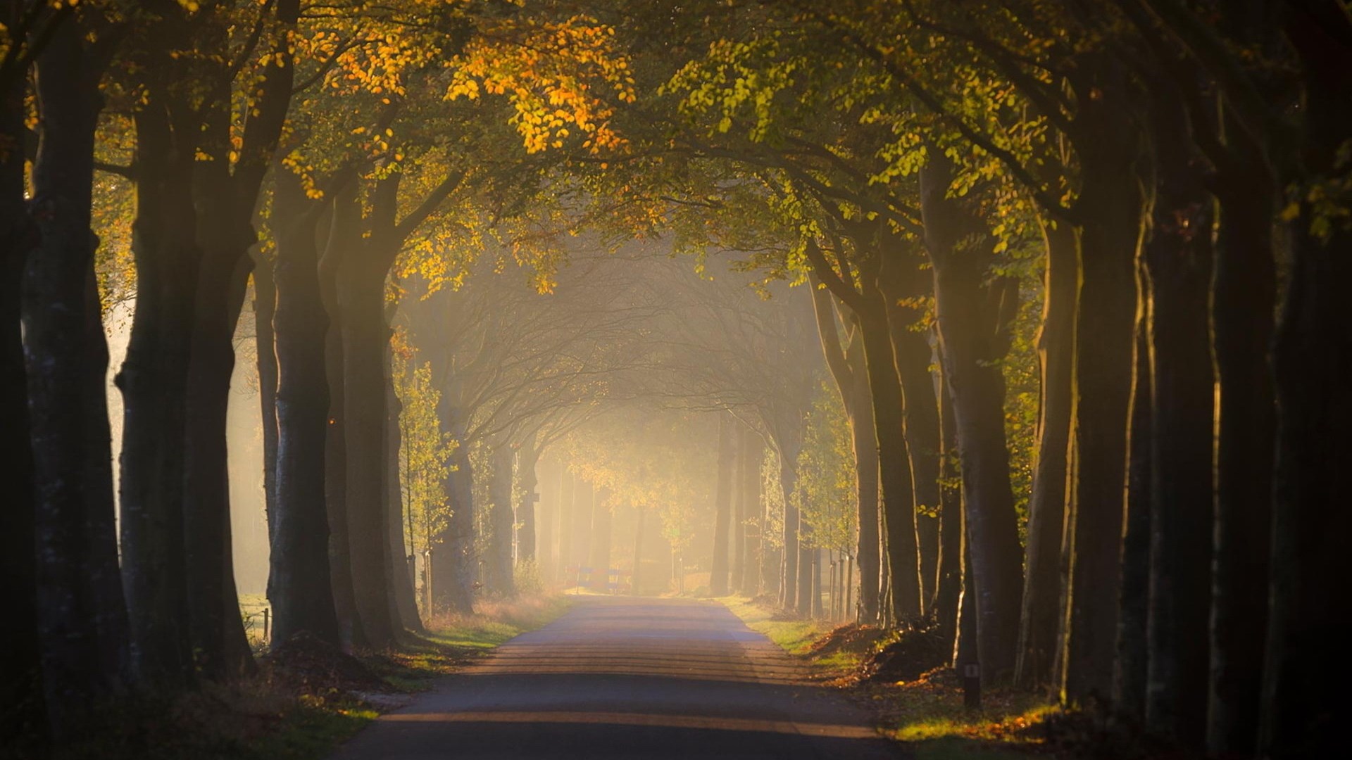 Tree-lined road in autumn with sunlight HD Wallpaper