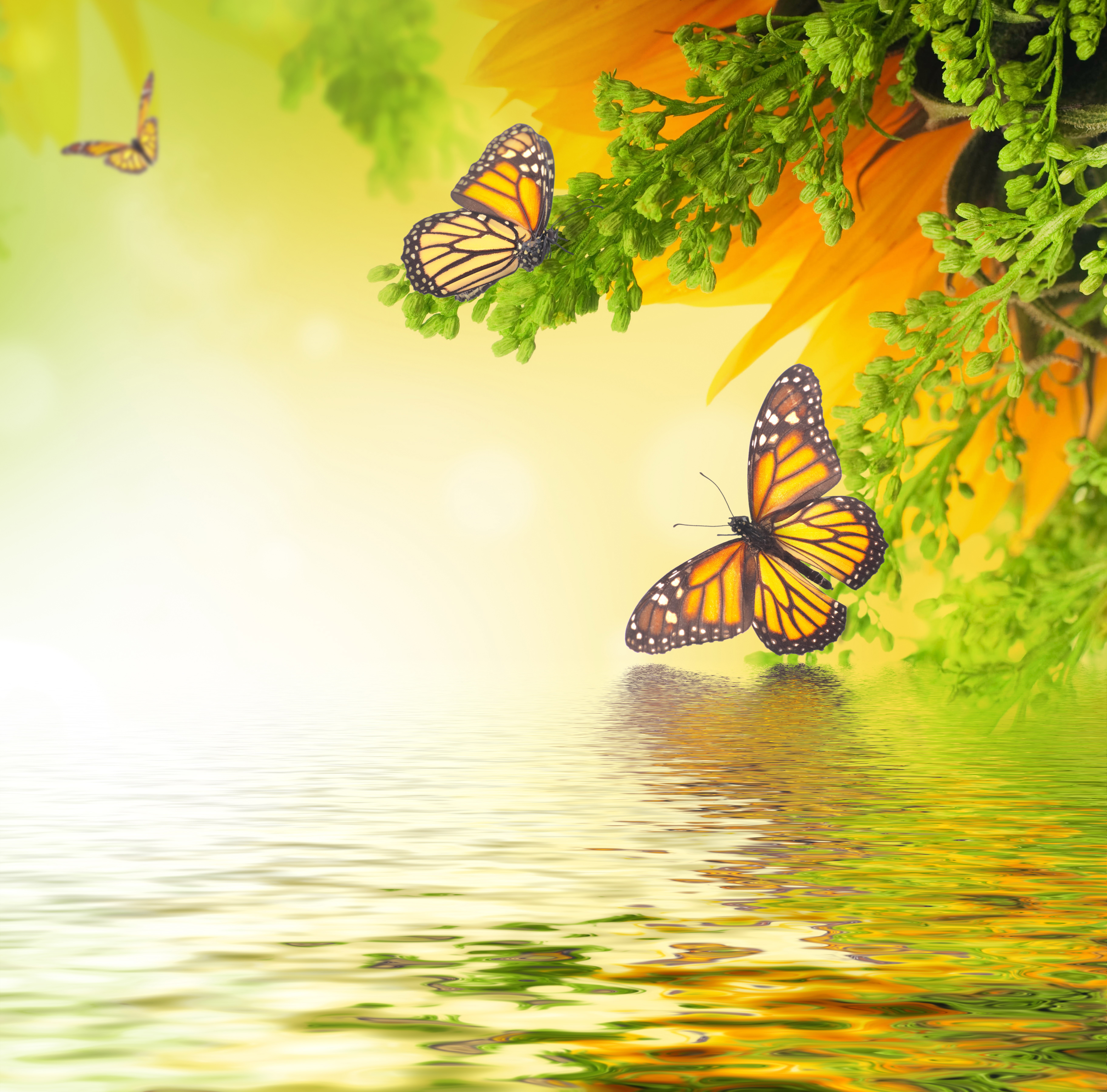 Monarch butterflies near sunflowers and water HD Wallpaper