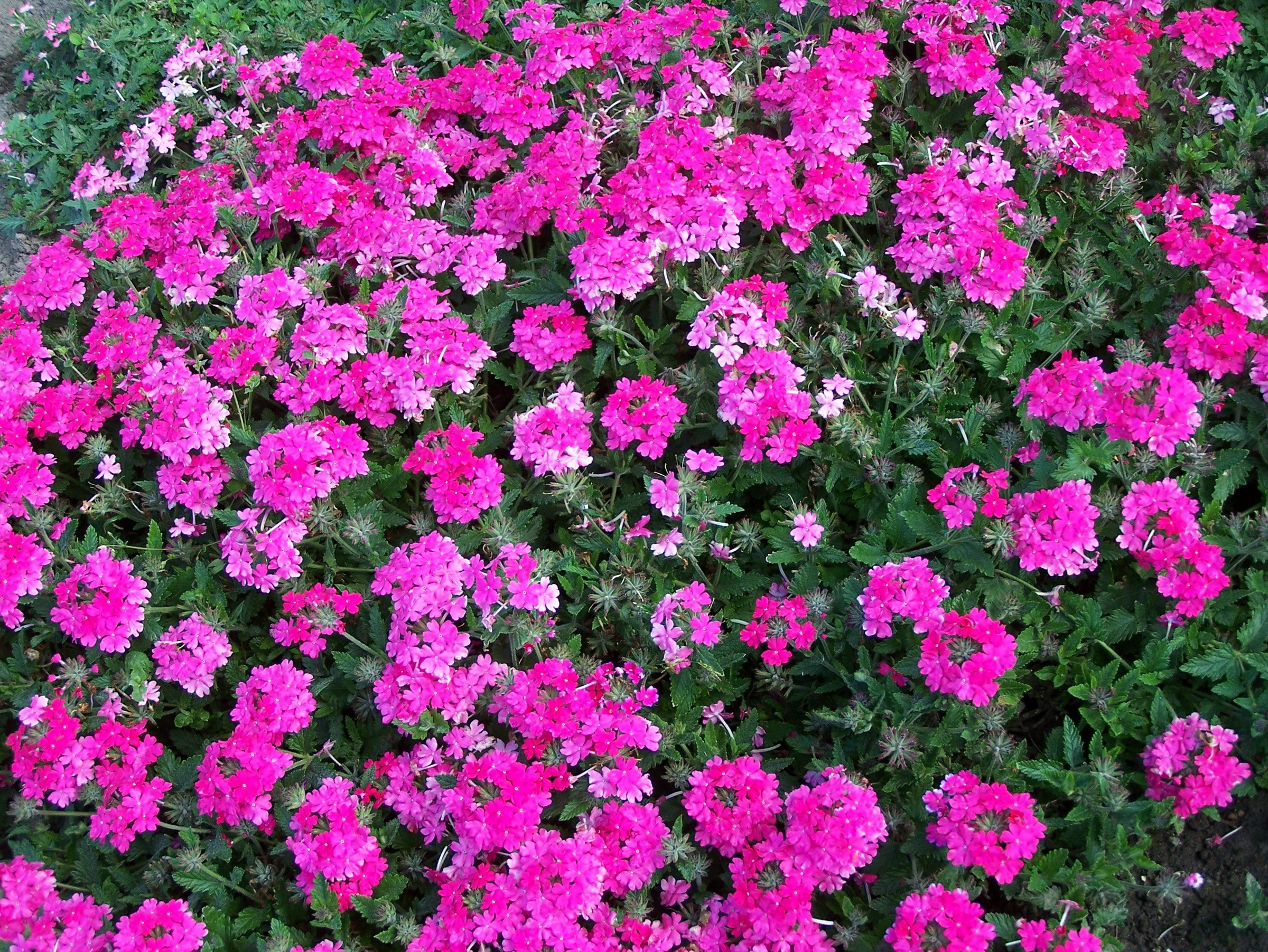 Many pink verbena flowers in a garden HD Wallpaper