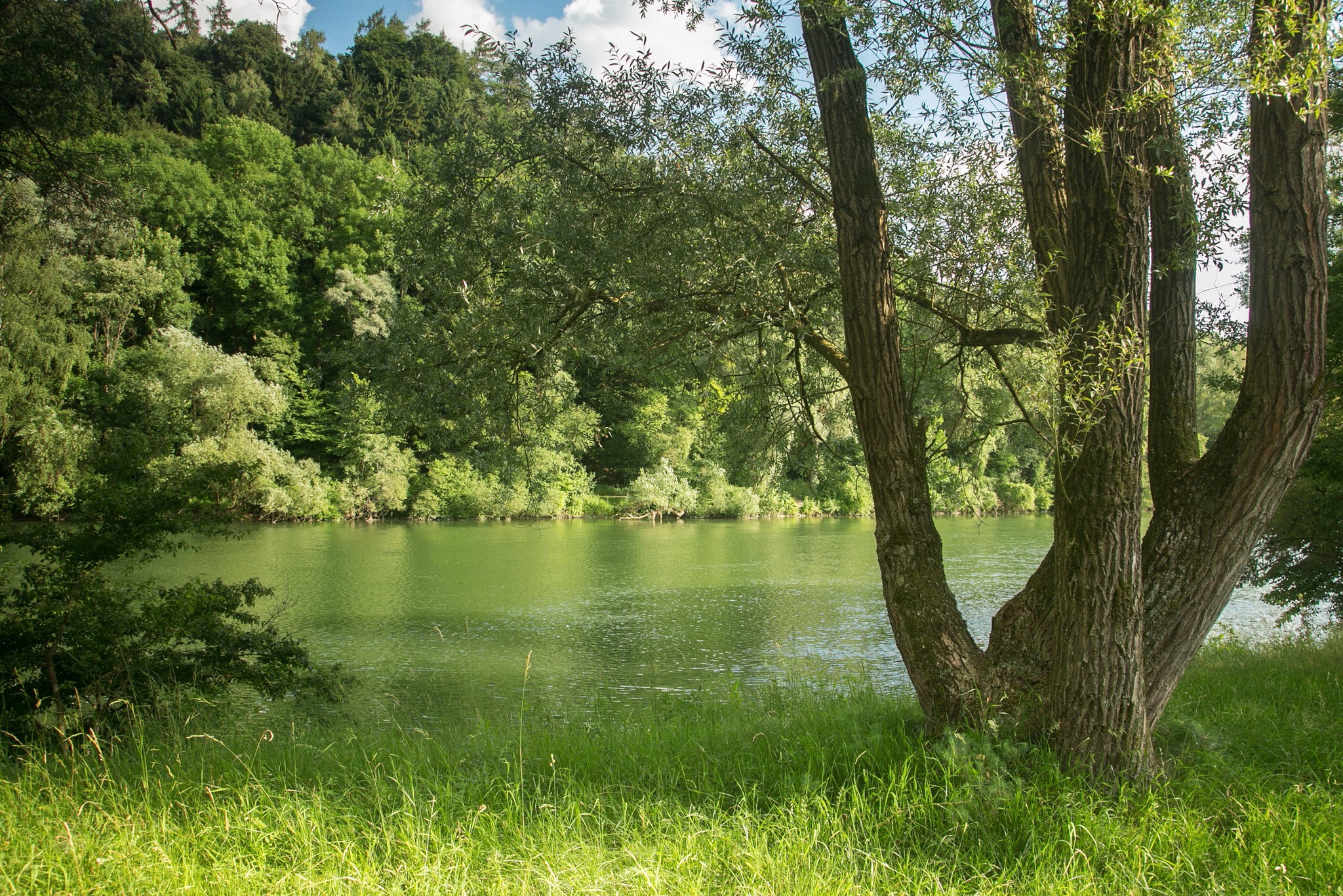 Riverbank with trees and grass in Bavaria, Germany HD Wallpaper