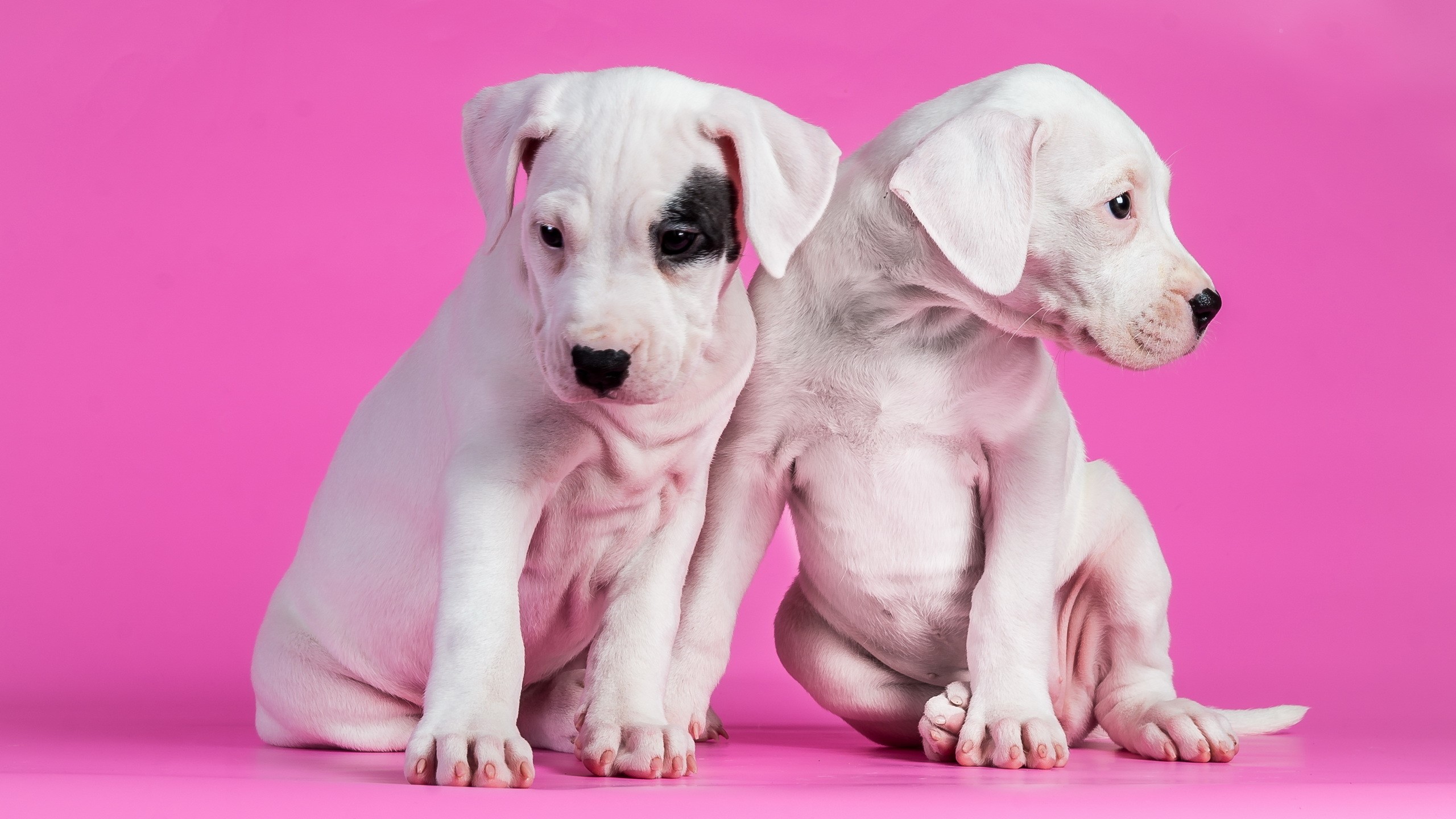 Two white Dogo puppies on pink background HD Wallpaper