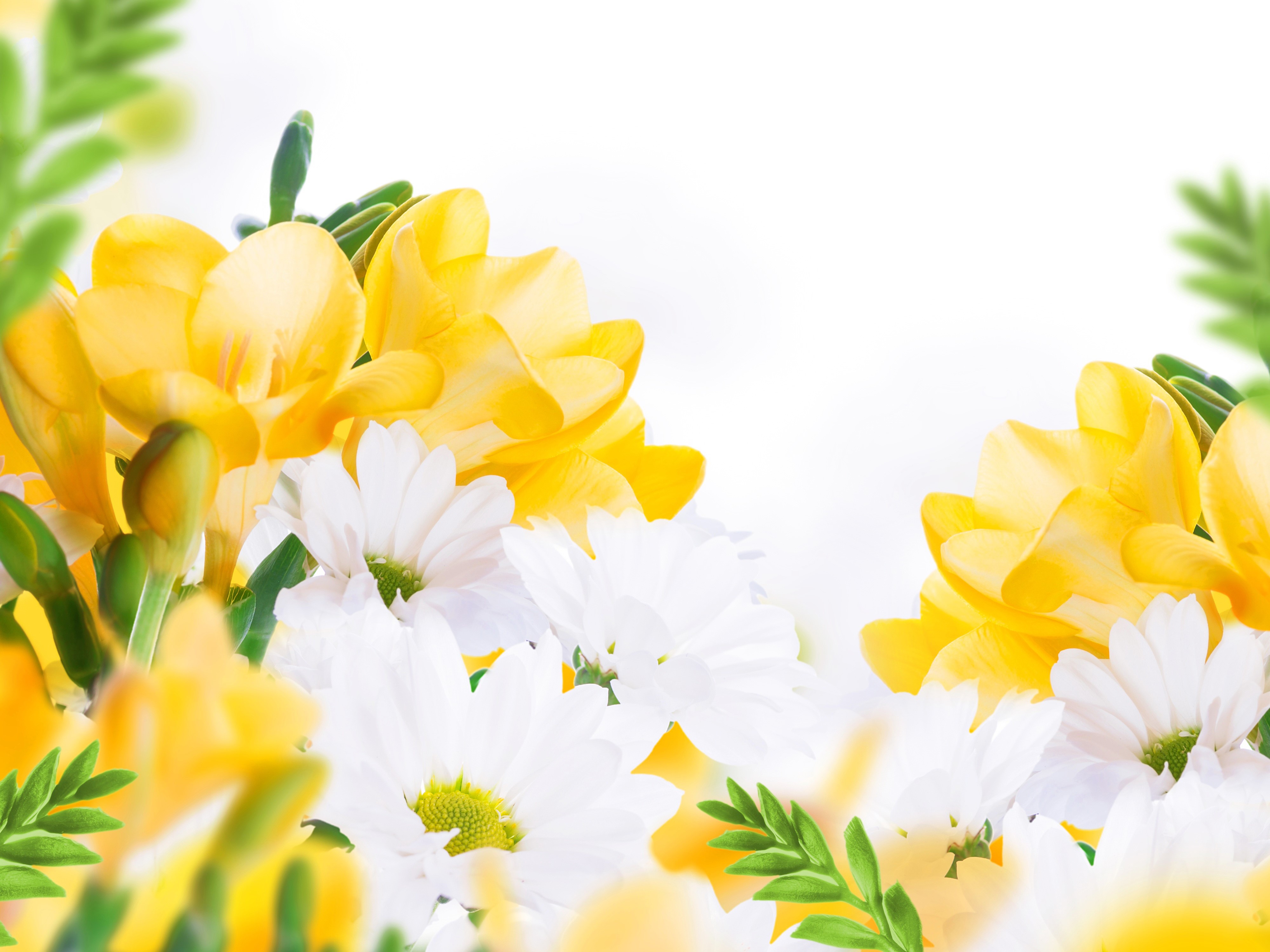 4K Freesia and Camomiles Closeup HD Wallpaper