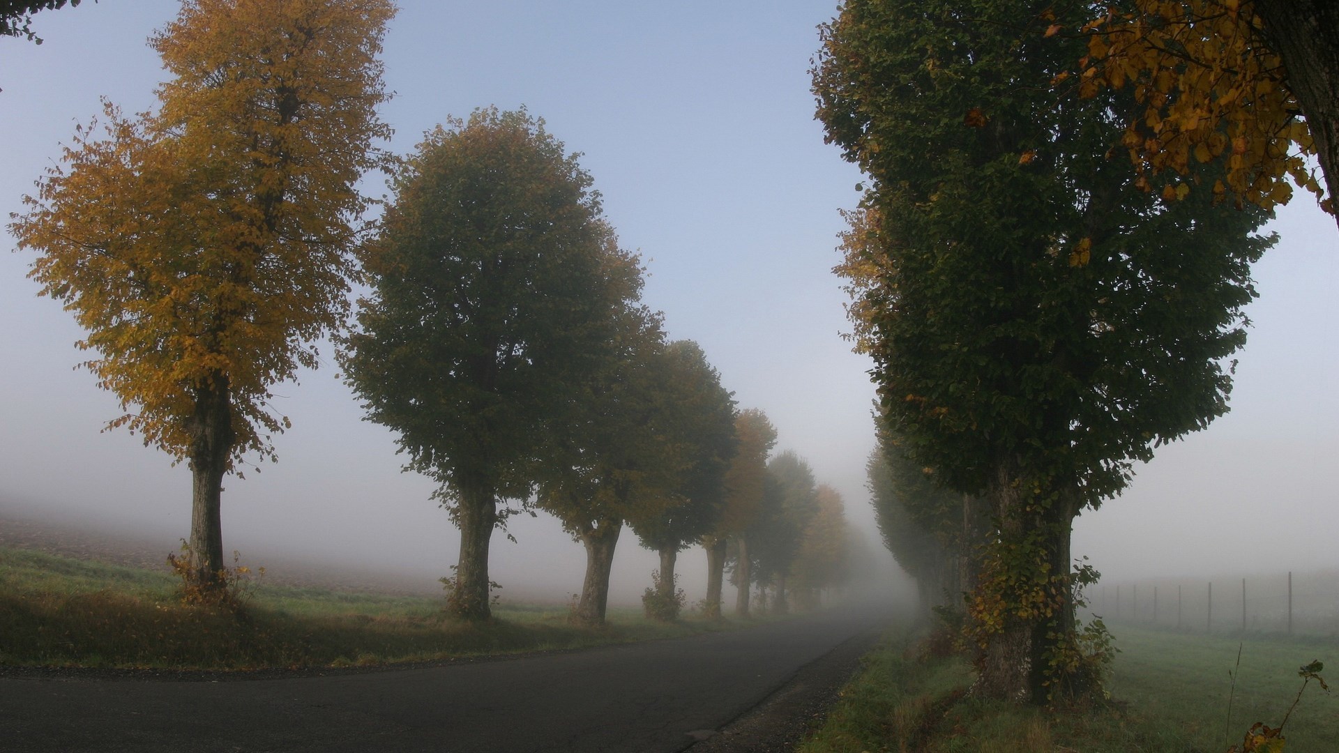Tree-lined road in fog during autumn HD Wallpaper